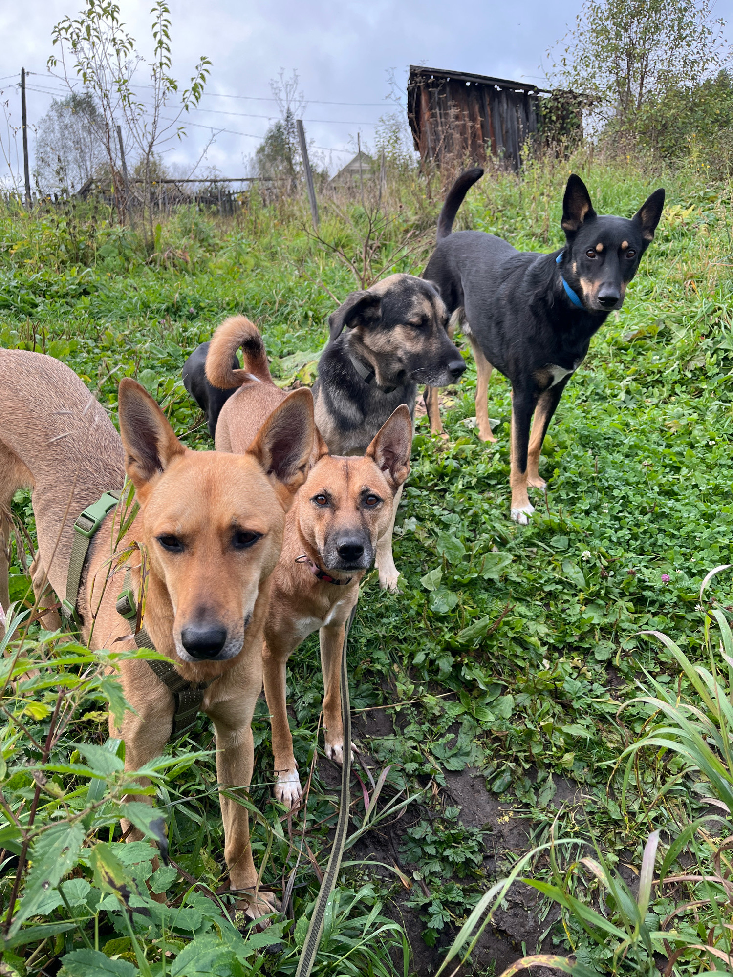The image depicts a group of five dogs in a grassy outdoor area with a dilapidated wooden structure in the background. The dogs appear to be of mixed breeds and sizes. Two dogs in the foreground are tan-colored, one with a green harness, and the other with a red collar. Behind them, a black dog with a blue collar stands alert. To the left, a portion of another tan dog is visible, and further back, a dog with a black and tan coat is partially obscured. The environment is overgrown with green vegetation and patches of mud. The wooden structure in the background is weathered and appears to be a shed or outbuilding. The sky is overcast, suggesting a cloudy day. The scene is likely in a rural or semi-rural area, possibly on the outskirts of Nizhny Tagil, Russia, given the architectural style of the outbuilding and the natural landscape. No people are present in the image.