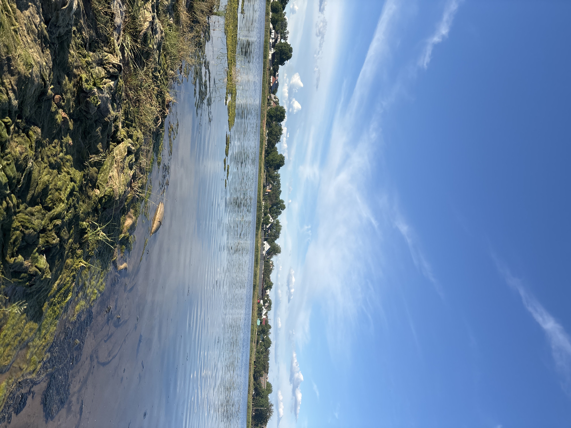The image depicts a body of water, possibly a lake or wide canal, bordered on one side by a bank covered in green algae and grass, and on the other by a row of trees with houses visible behind them. The sky is blue with scattered clouds. The location is unknown, as is the city and state. The scene appears calm and undisturbed.