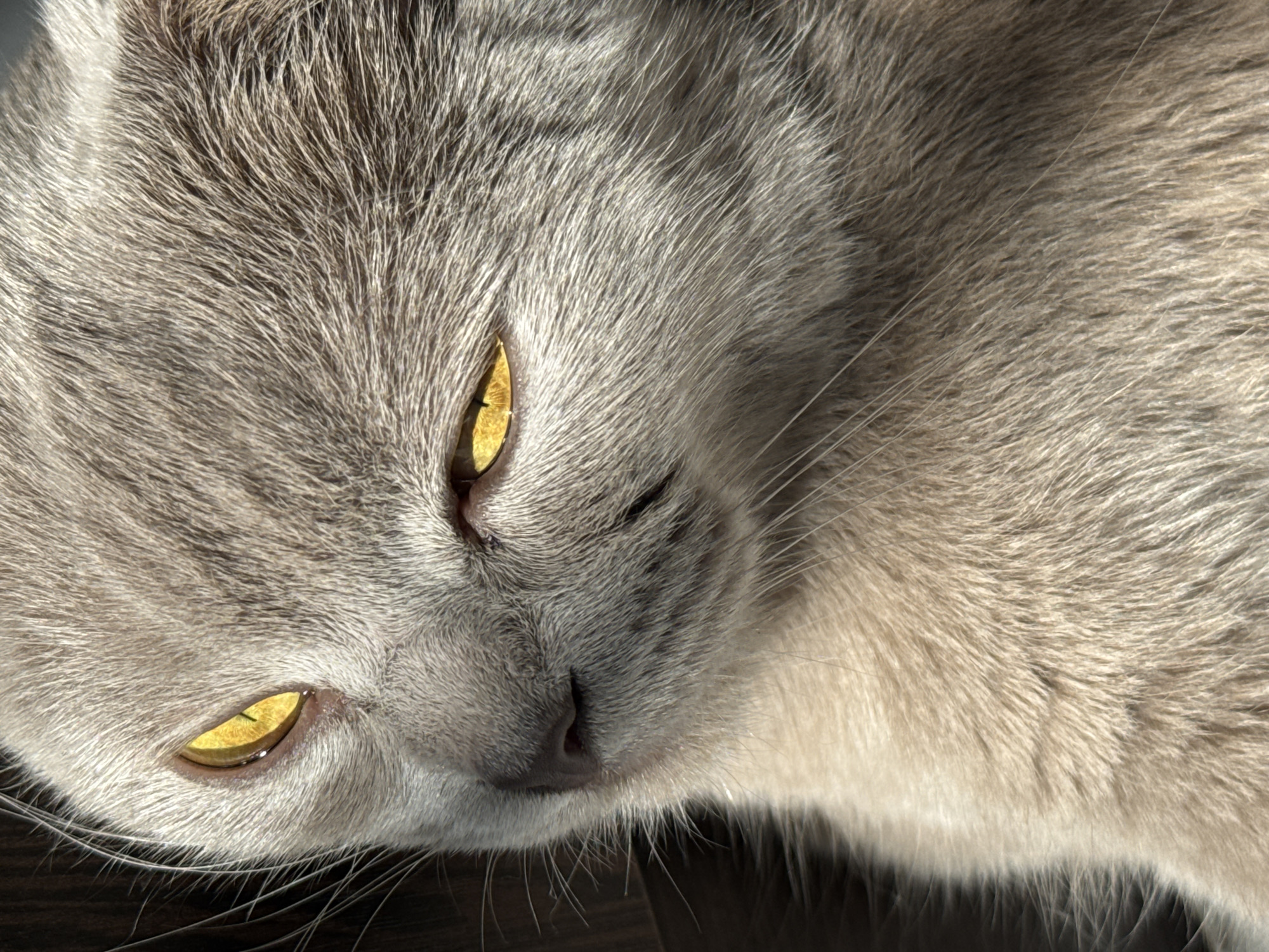 The image shows a close-up of a light gray cat. The cat is lying down with its head tilted slightly. Its eyes are partially closed, revealing golden irises. The cat's fur is short and dense, showing intricate patterns. The background is dark, suggesting an indoor setting. There is no evidence of Yerevan, Armenia in the picture. There are no people in the image.