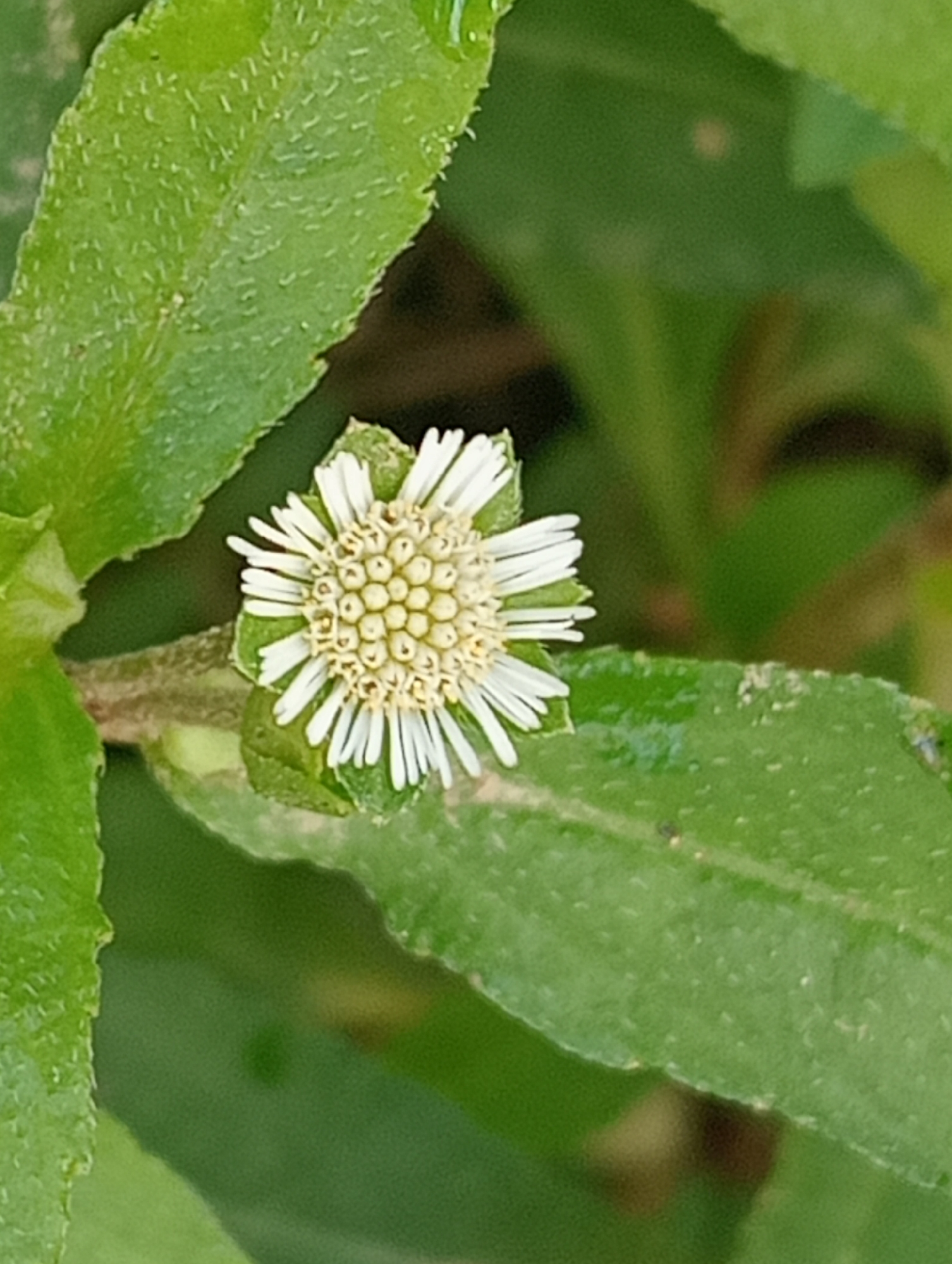 The image shows a small white flower with a yellow center surrounded by green leaves. The leaves have a slightly rough texture. The scene appears to be an outdoor setting in the city of Keudekrueng, Indonesia. The lighting suggests daylight conditions. No people are visible.