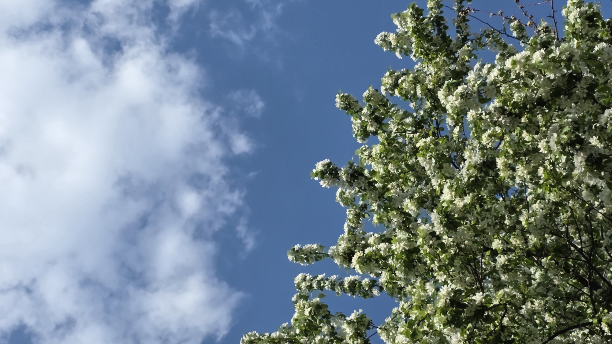 The image shows a flowering tree against a blue sky with puffy white clouds. The tree's branches are laden with white blossoms and green leaves. The sky is a deep blue with scattered clouds on the left side of the image. The scene is suggestive of springtime, a common sight in Saint Petersburg, Russia, where trees bloom in parks and gardens during the warmer months.