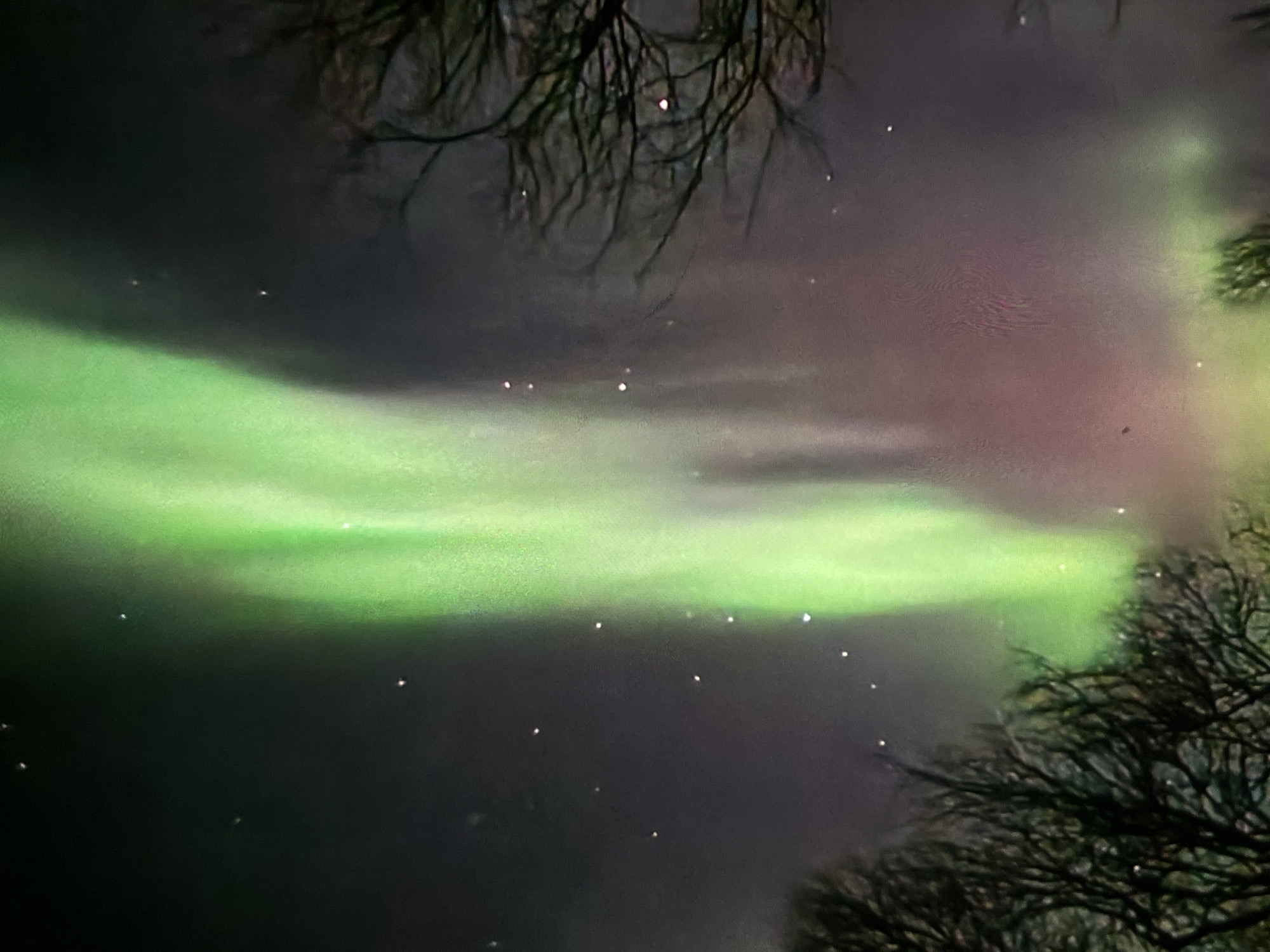 An aurora borealis displays vibrant green hues across a dark night sky, interspersed with small white stars. Silhouetted, bare tree branches frame the lower portion of the image, their intricate patterns contrasting with the ethereal glow above. The aurora's light also casts a faint pinkish-purple glow on the sky in some areas, adding depth to the celestial phenomenon. The scene appears to be in a natural, undeveloped environment, likely far from city lights.