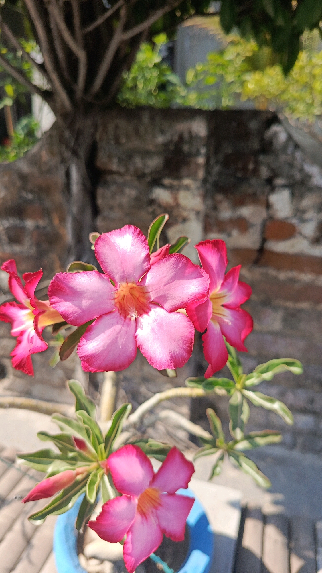In Ronowijayan, Indonesia, a close-up, eye-level, outdoor shot captures a cluster of bright pink desert rose flowers in bloom. The flowers, with their distinctive five petals and yellow centers, are the primary subject, their vibrant colors contrasting with the muted background. One large flower is prominently featured in the foreground, its petals delicately unfurling. To its left, another flower with a similar color profile and a hint of yellow peeks out. Several buds, tinged with a deeper pink, are visible on a branch to the lower left. The plant's green leaves, some with lighter green variegation, add to the visual texture. In the background, a weathered brick wall provides a rustic backdrop, its rough texture and muted earthy tones complementing the floral display. Overgrown branches and blurred green foliage from an unseen tree or bush form a soft bokeh effect in the upper portion of the frame, suggesting a natural or garden setting. A bright blue planter is partially visible at the bottom of the image, grounding the plant. The lighting suggests a sunny day, with shadows cast on the ground below, implying an outdoor setting in a garden or yard. No people are present in the scene.