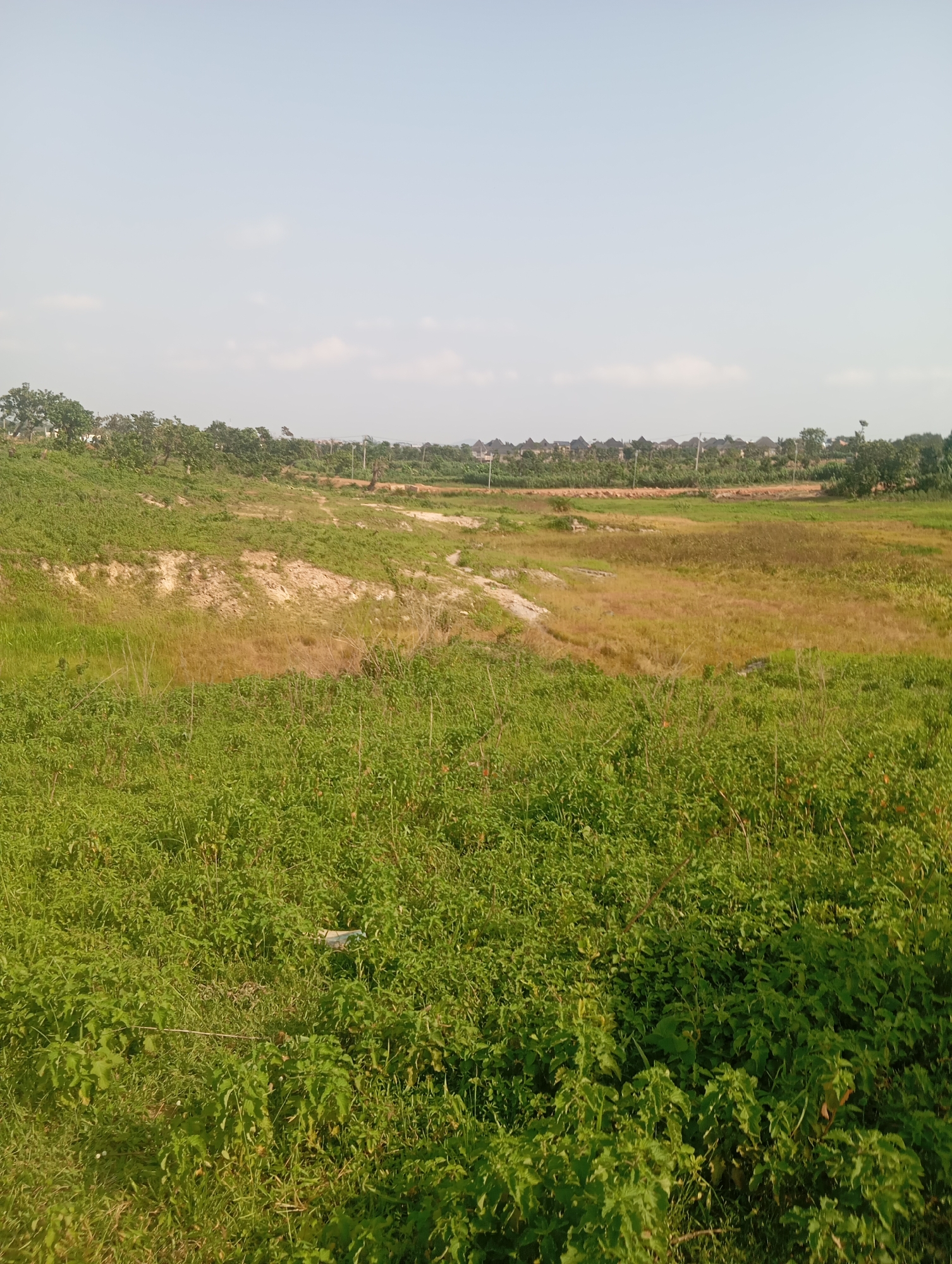 The image depicts an open, undeveloped landscape under a clear, bright sky, suggesting daytime. The foreground is dominated by dense, green vegetation, likely tall grasses and low-lying plants, with some patches of dry, yellow grass interspersed. A white piece of litter is visible within the greenery in the lower center of the frame.
The midground reveals a gentle slope with a dry, sandy ravine or gully winding through it. The earth in this area appears lighter in color, contrasting with the surrounding green. Further into the midground, more dry, golden-brown grass is visible, indicating a less vegetated or recently dry area.
In the background, a line of trees forms a natural boundary, behind which a cluster of buildings with distinctive thatched roofs can be seen. These buildings suggest a settlement or residential area. The presence of utility poles and wires further indicates human infrastructure in the distance. The overall setting appears to be a rural or semi-rural area, possibly on the outskirts of a town or city. The light and shadows suggest a sunny day, with no clouds immediately apparent in the sky. The scene is one of natural growth and undeveloped land, with hints of encroaching human habitation. There is no visible text in the image.