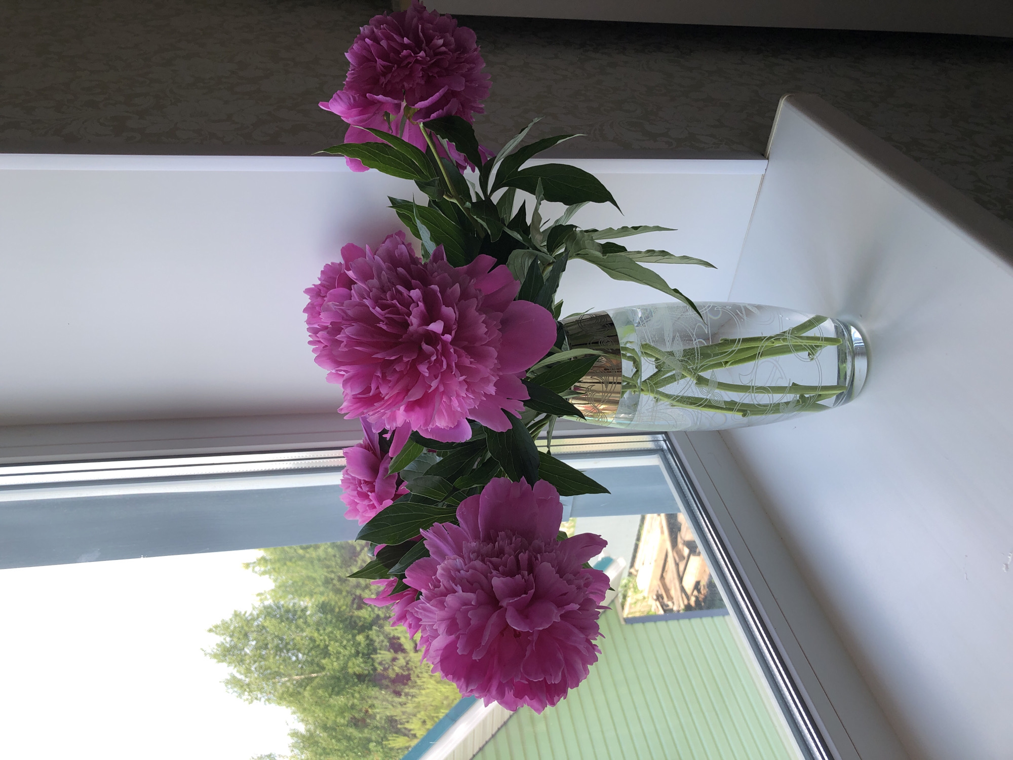 The image depicts a clear glass vase filled with several bright pink peonies on a white windowsill. The vase has a decorative gold rim and intricate etched patterns. Behind the vase, a window reveals a view of lush green trees and a light green building with a light blue roof. The overall setting appears to be indoors, likely in a residential building. The image is well-lit, suggesting it was taken during the daytime. The composition is centered on the floral arrangement, with the window and outdoor scenery serving as a backdrop. The image does not contain any people or any identifiable landmarks that would place it specifically in Noviy, Russia.