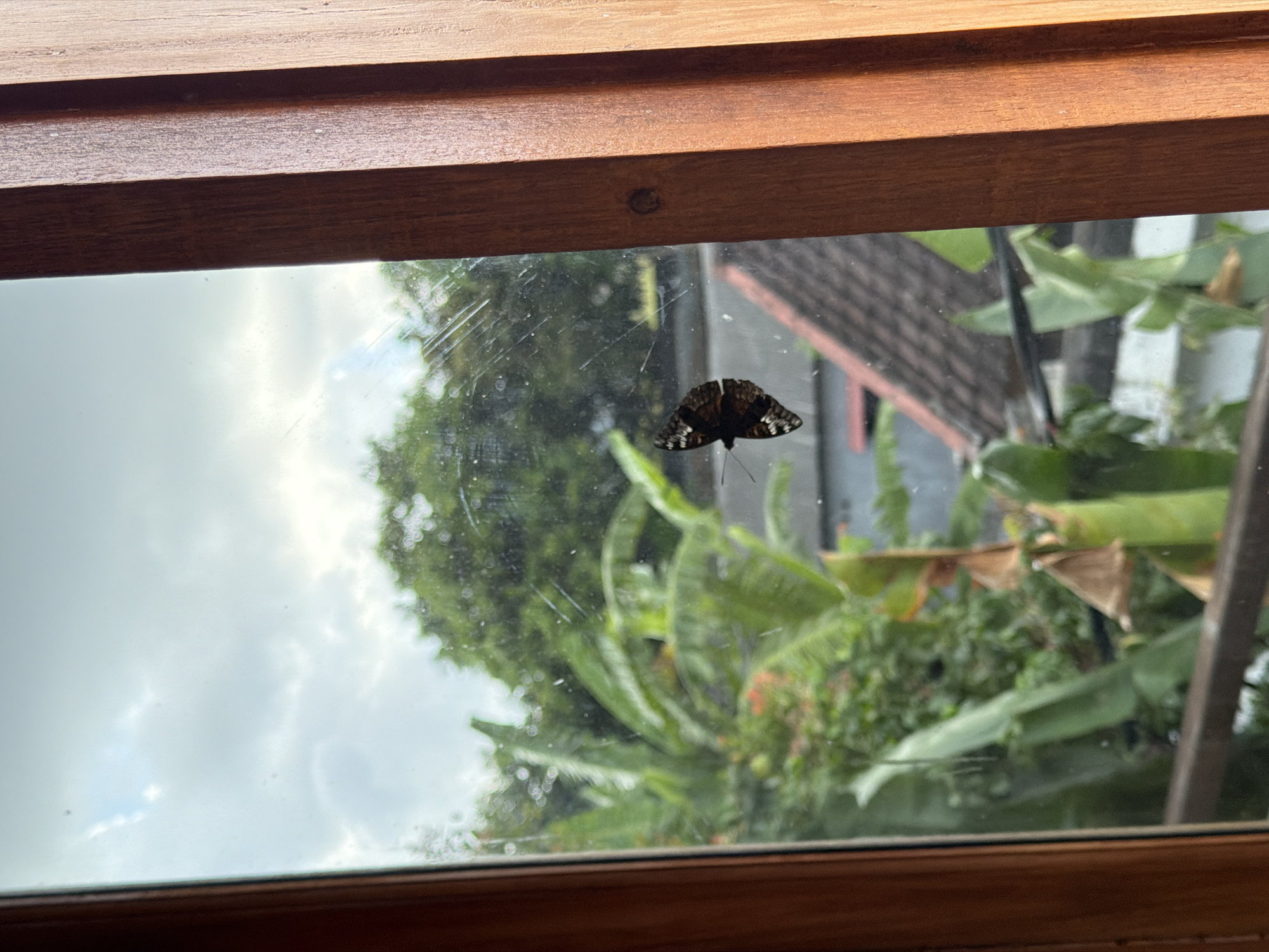 A butterfly is perched on the inside of a windowpane, framed by a wooden window frame. Outside the window, a lush, blurred scene of trees and foliage is visible. A glimpse of a roof tile pattern suggests a building in the background. The photograph was taken in North Kuta, Indonesia.