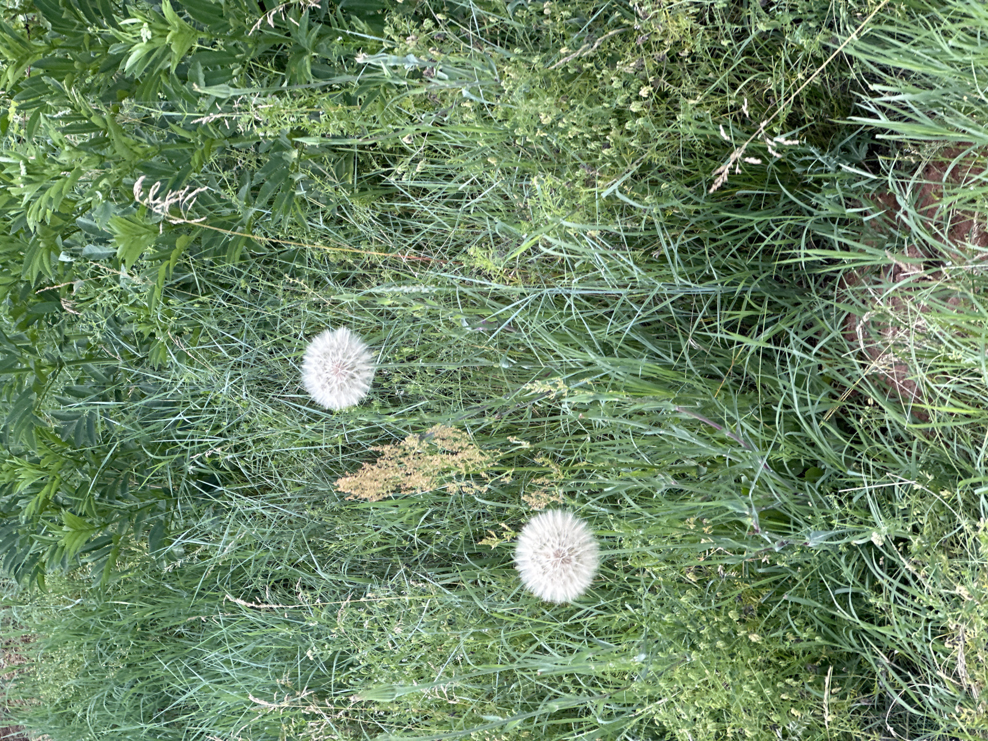 In a grassy area in Voynegovtsi, Bulgaria, two dandelions in their seed-head stage stand out amidst a dense growth of green grass and other vegetation. The dandelions are fluffy and white, indicating they are past their blooming stage and ready for their seeds to disperse. The surrounding environment is rich with various shades of green, from the tall blades of grass to the broader leaves of other plants. In the background, the vegetation continues, with some plants appearing taller and more substantial than others, creating a textured and layered effect. A patch of reddish-brown soil is visible at the bottom of the image, suggesting a natural, uncultivated setting. The overall scene captures a moment in the life cycle of these dandelions within their natural habitat.