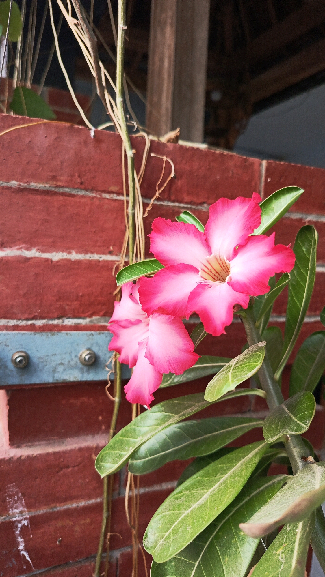 In Babadan, Indonesia, a close-up shot captures a vibrant cluster of Desert Rose (Adenium obesum) flowers against a textured brick wall. Two prominent pink and white flowers, with delicate, wavy petals and faint yellow and red markings in their centers, are the main subjects. They are surrounded by lush, green, leathery leaves. A thin, dried vine winds its way through the scene, adding a natural, organic element. In the background, a weathered wooden structure suggests an outdoor setting. A horizontal blue metal beam with visible screw heads runs across the lower portion of the image, adding an industrial touch to the otherwise natural composition. The lighting is soft, highlighting the intricate details of the flowers and leaves.