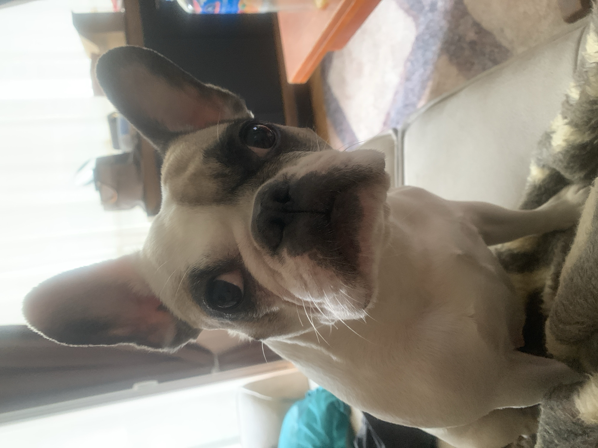 A close-up, slightly tilted, portrait photograph shows a French Bulldog. The dog has a white and brindle coat. One ear is fully upright. It is sitting on a gray patterned surface. The background includes a wooden object and a patterned object. The location is not possible to determine from the image.