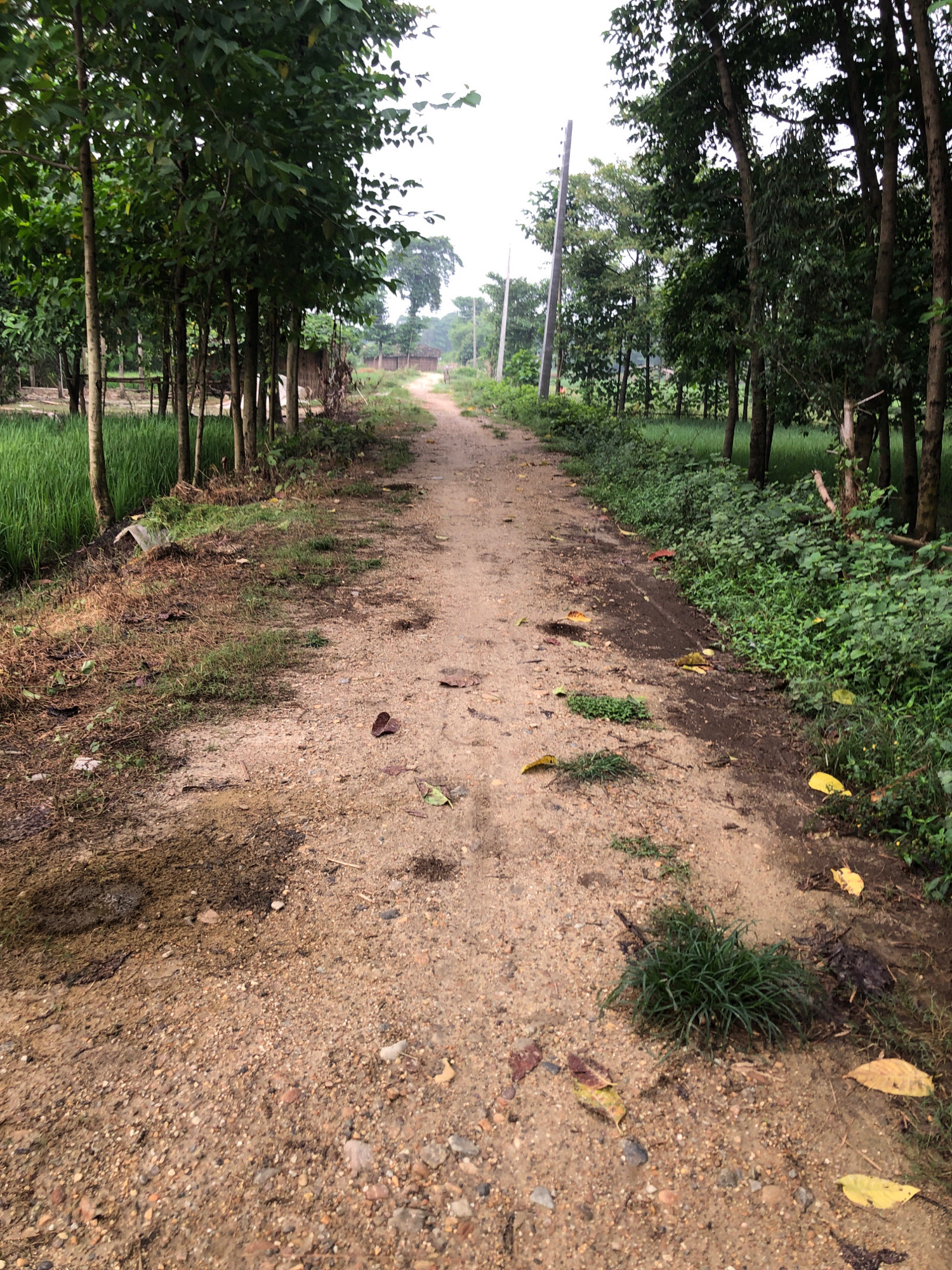 The image depicts a dirt road lined with trees on both sides, suggesting a rural or semi-rural setting. The road is dry and appears to be well-traveled, with some scattered leaves and pebbles. On the left side of the road, there is a patch of vibrant green grass, possibly a paddy field, which hints at agricultural activity. The trees on the left are relatively thin and form a dense line, while those on the right are larger and more spread out, with lush green foliage. In the background, the road curves slightly and recedes into the distance, disappearing amongst more trees. The sky is overcast, casting a soft, diffused light on the scene. There is a utility pole visible on the right side of the road, indicating the presence of some infrastructure. The overall impression is one of a serene and natural environment, likely located on the outskirts of a city like Birgunj, Nepal, where such landscapes are common. There are no people or animals visible in the image, and no specific actions or interactions are captured. The image focuses on the natural elements of the environment and the rustic road.