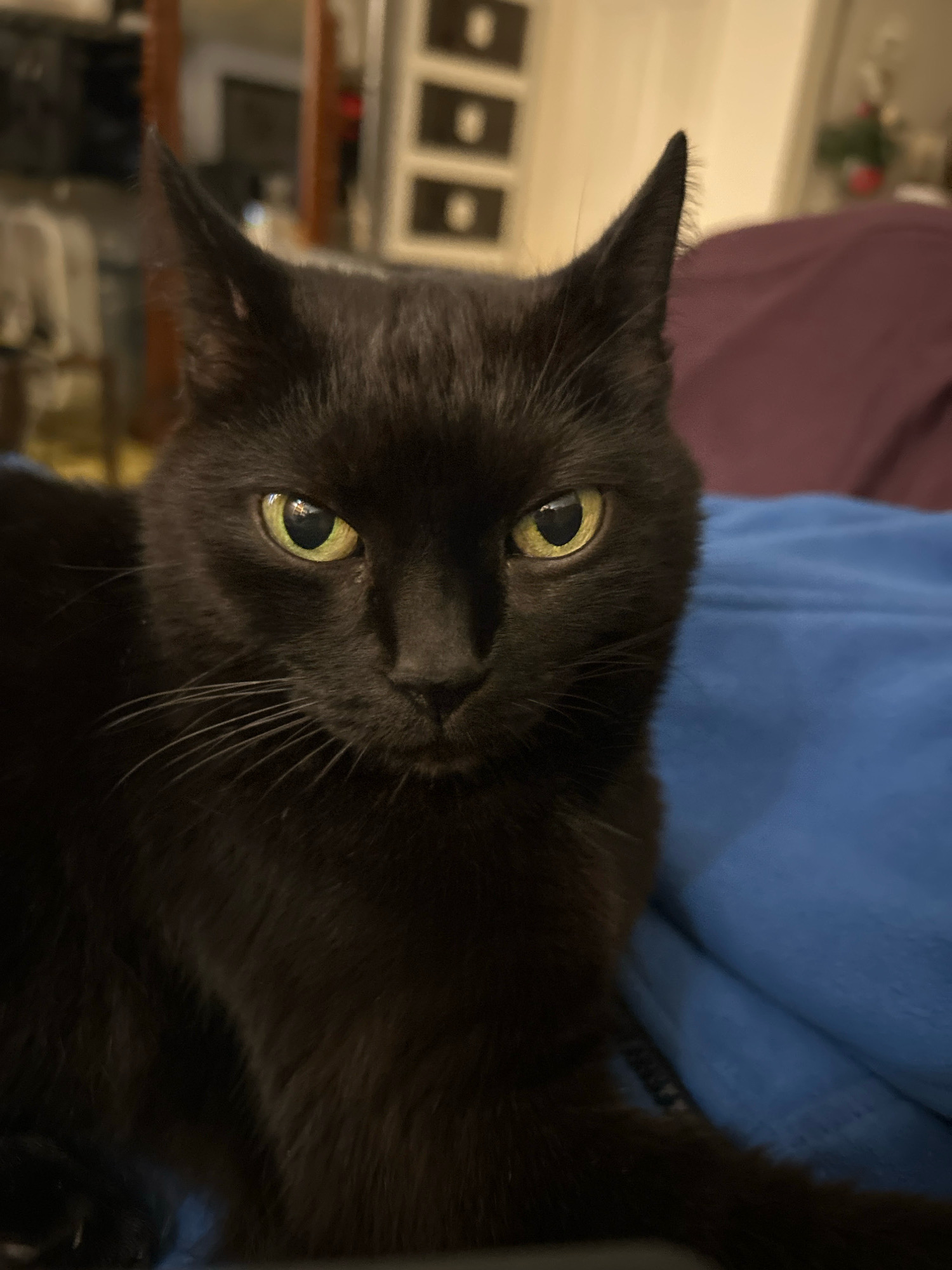 A close-up, head-on shot captures a black cat with piercing yellow-green eyes looking directly at the camera. The cat's fur is dark and sleek, with prominent whiskers fanning out from its muzzle. Its ears are perked, and the facial features are sharp and defined. The background is softly blurred, showing hints of indoor furniture and possibly a window, suggesting an domestic setting. The cat is resting on a textured blue surface, possibly a blanket or cushion. There is no information available to determine the location in the city of Pittsburgh, United States of America.