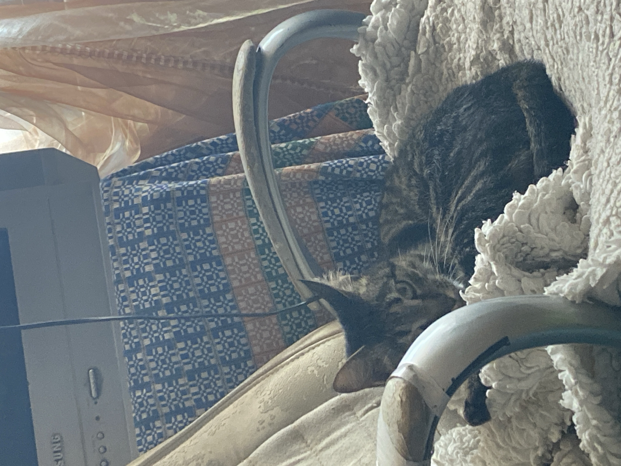 An overhead shot shows a tabby cat curled up on a fuzzy blanket in a chair. The cat's head is visible, with its eyes looking towards the viewer. The cat is lying in a chair with a metallic frame and upholstered arms. Behind the chair, there is a patterned blue and white tablecloth draped over furniture, and to the right, there are sheer peach-colored curtains. A portion of a television set is visible in the upper left corner of the image. The environment appears to be indoors, likely a home.