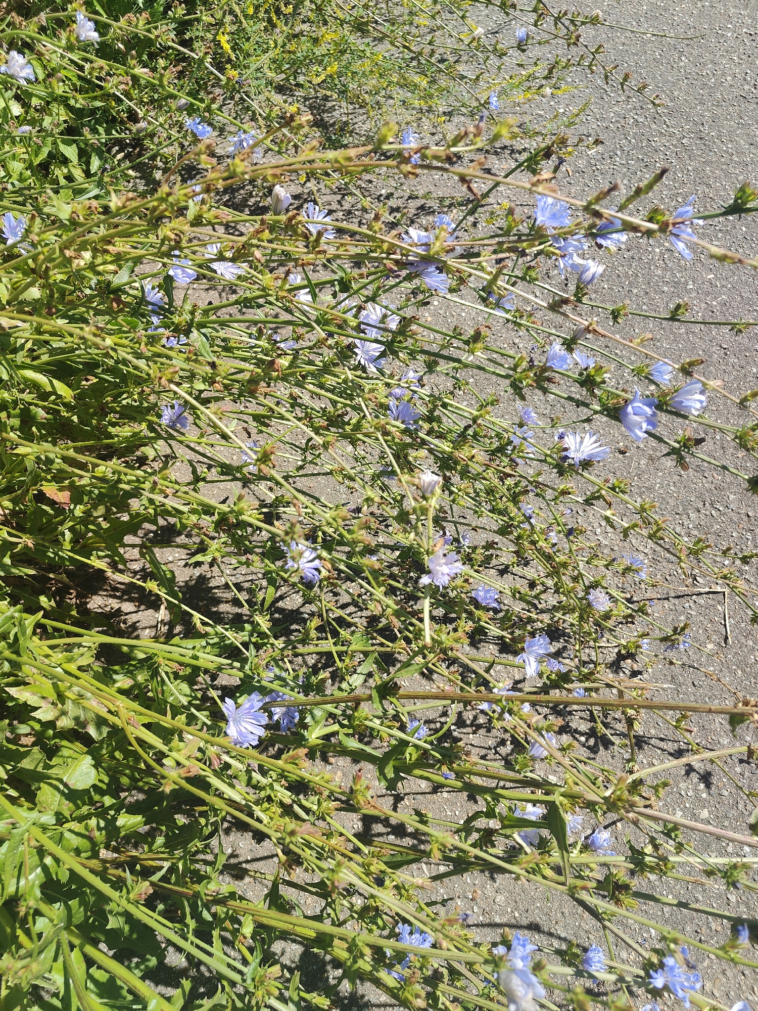 A close-up, top-down view shows a patch of chicory flowers with pale blue petals and green stems growing on a grey asphalt surface. The flowers are scattered amongst the green foliage, with some in full bloom and others in bud. The asphalt is rough and textured, with shadows cast by the plants indicating a sunny day. In the background, out of focus, are more plants and what appear to be some yellow wildflowers.