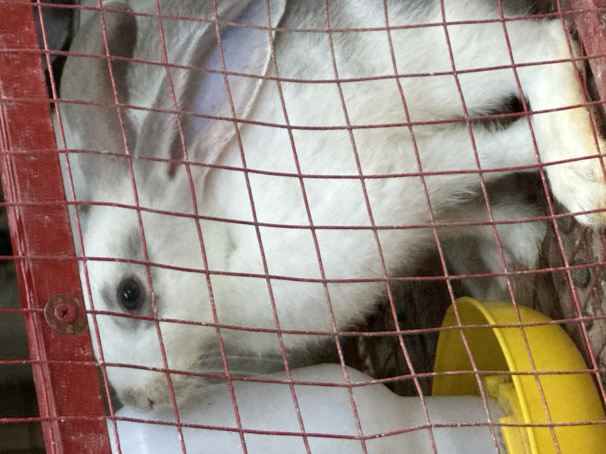 The image shows a rabbit in a cage. The rabbit is mostly white with gray markings on its head and ears. It is looking towards the camera with its left eye visible. A yellow food bowl is positioned to the lower left of the rabbit. The cage appears to be made of red metal bars. The background is blurred but appears to be indoors. The scene is not identifiable as being in the city of Đà Nẵng, Vietnam.