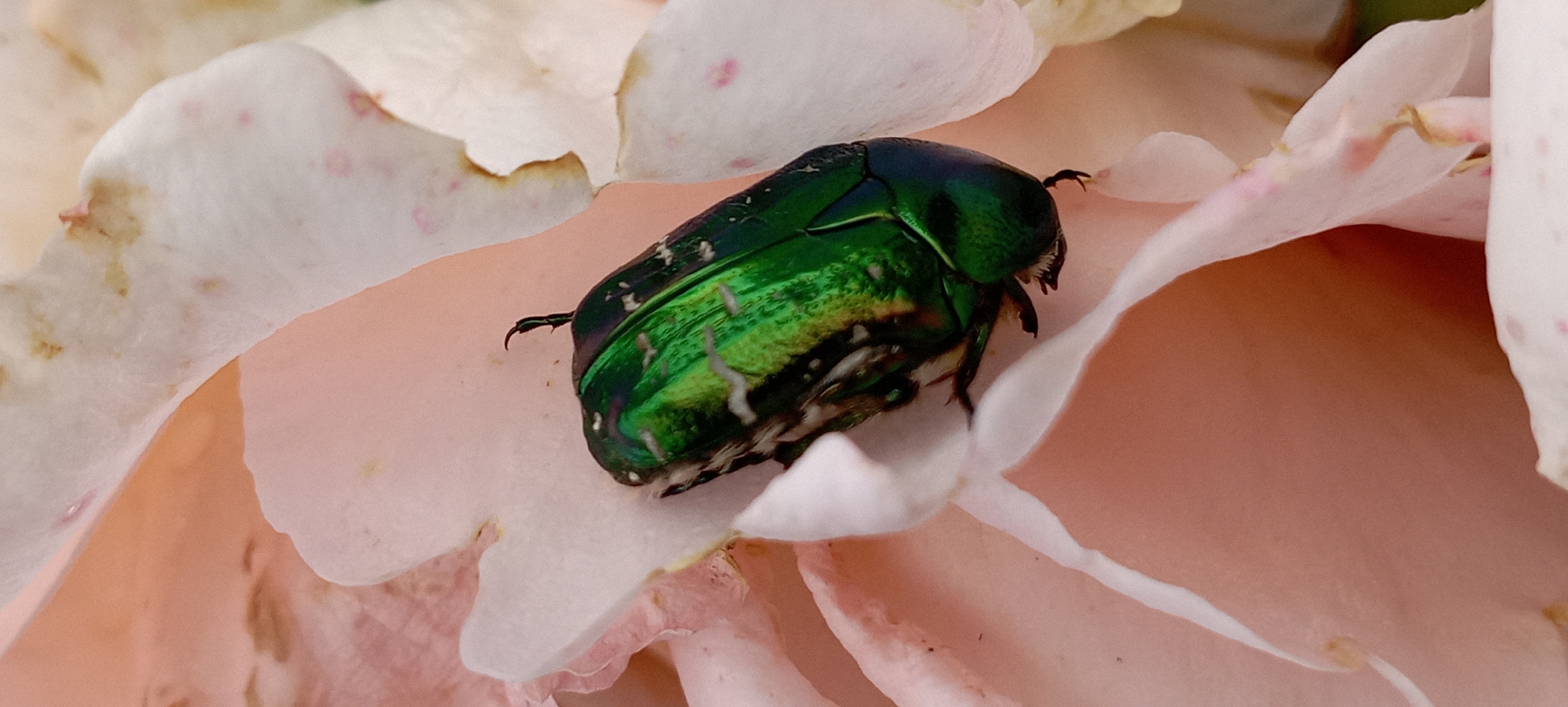 A close-up, vertical, eye-level shot captures a metallic green beetle resting on the delicate, pale pink petals of a rose. The beetle is positioned centrally, its iridescent shell reflecting the light, with its body slightly angled. The rose petals, soft and velvety, are slightly ruffled and show subtle pink speckles and some browning at the edges. The background is a blurred, soft focus of more rose petals in shades of pink and white. The scene is natural and intimate, likely captured in a garden setting. There is no indication of a city location like Radisne, Ukraine, in the visual information provided.