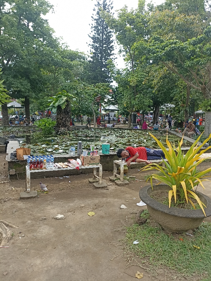 This image depicts a public park or garden in Tulungagung, Indonesia, characterized by a relaxed and informal atmosphere. The scene is set outdoors under an overcast sky, suggesting a cloudy day without direct sunlight.
In the foreground, a bare dirt ground with sparse grass leads to a makeshift vending stall. This stall consists of two low, white tables or benches laden with various items for sale, including bottled drinks (some with red liquid), packaged snacks, and cups. A light blue container with the word "TEPS" is visible on the stall. A pigeon stands on the ground near the vendor's goods. Next to the stall, a man wearing a red t-shirt and blue shorts is lying on his side on a low bench, seemingly asleep or resting, with his head propped on a small stool. To the right, a large potted plant with spiky green and yellow leaves adds to the natural decor.
The midground features a prominent pond or water body almost entirely covered by green lily pads and other aquatic plants. People are scattered around the pond's perimeter, some sitting on the ground, others walking or standing in small groups, engaged in leisurely activities. Many appear to be relaxing or socializing.
The background is dominated by a lush canopy of green trees of varying heights, with a tall, slender conifer tree standing out in the center-left. Further back, several white, open-sided structures resembling gazebos or shelters are visible, where more people are gathered. The overall impression is one of a casual community space where locals gather to relax, enjoy nature, and perhaps purchase refreshments from informal vendors.