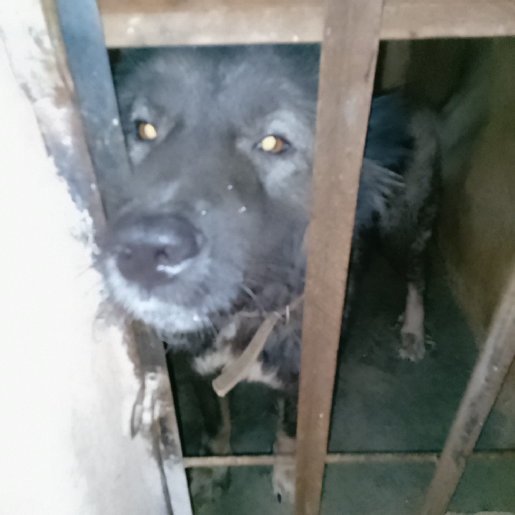 This media file shows a medium-sized, dark-furred dog with bright yellow eyes, peering through a wooden enclosure. The dog appears to be a mix breed, possibly with Caucasian Shepherd Dog lineage, given its thick fur and facial structure. Its fur is predominantly dark gray with lighter markings on its chest and legs. The dog is wearing a light-colored collar. The enclosure seems to be made of rough-hewn wooden planks, suggesting a simple or rustic setting. The background is dark and out of focus, but appears to be an interior space with a concrete floor. The lighting is dim, which accentuates the glow of the dog's eyes. There is no visible text in the image. The overall impression is one of a dog in confinement, with its gaze directed towards the viewer, possibly conveying a sense of alertness or curiosity. The setting does not provide specific clues about the time of day or weather, but the dim lighting might suggest an indoor environment or evening. The location context of Kwang, Nigeria, does not offer direct visual cues within the image itself, but places the scene geographically.