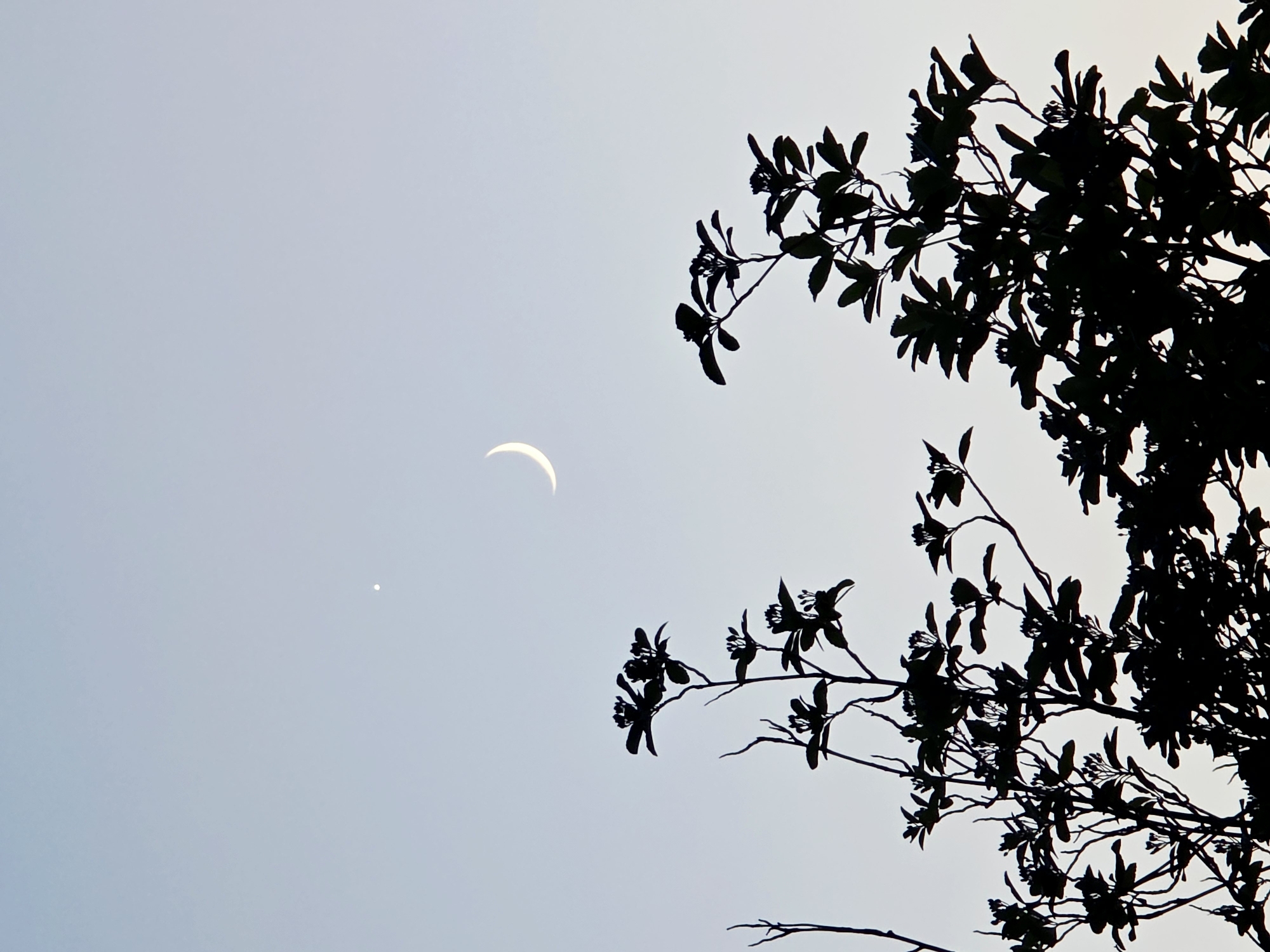 The image captures a twilight sky above the city of Warsaw, Poland. Silhouetted against the pale blue and grey gradient of the fading daylight are the dark outlines of trees and foliage. A delicate crescent moon is visible in the upper portion of the frame, accompanied by a single, bright star or planet. The branches of the trees, with their dense leaves and buds, create an intricate, dark filigree against the luminous sky. The scene appears to be a serene, natural vista within an urban setting, evoking a sense of calm as day transitions into night.