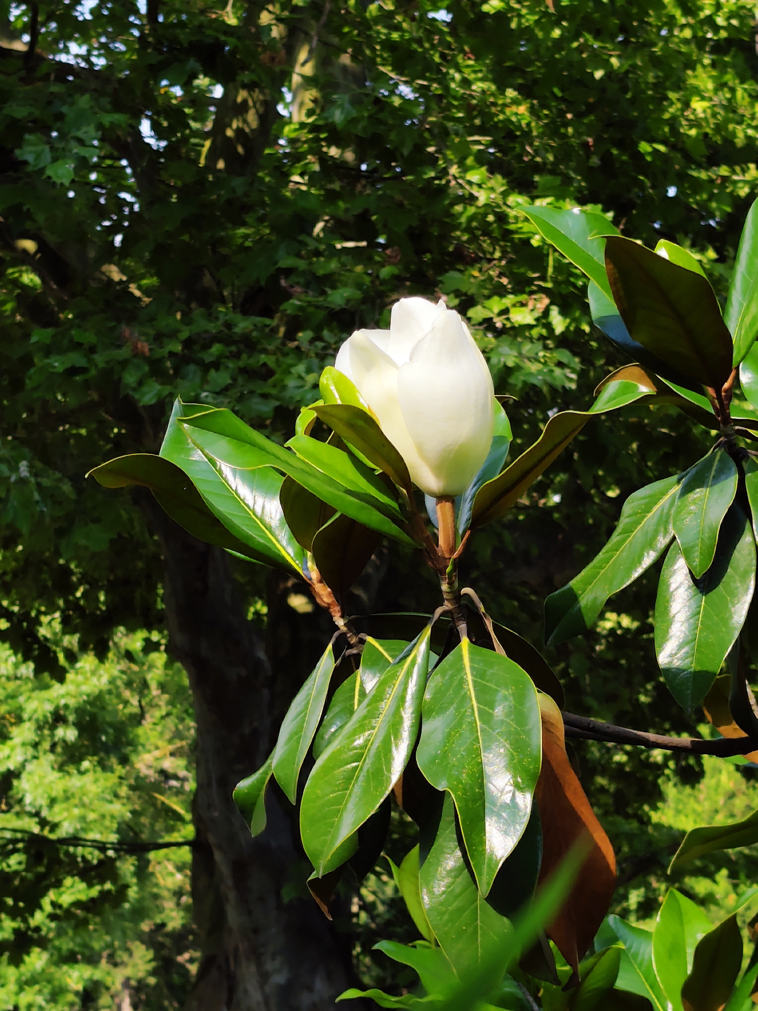 In the city of Sochi, Russia, a close-up shot captures a white magnolia flower bud on a branch. The bud is partially open, revealing its delicate white petals. It is surrounded by glossy, dark green leaves, some of which have a reddish-brown underside. In the background, blurred foliage and a tree trunk suggest a natural, park-like setting. Sunlight filters through the leaves, creating dappled light and shadows.
