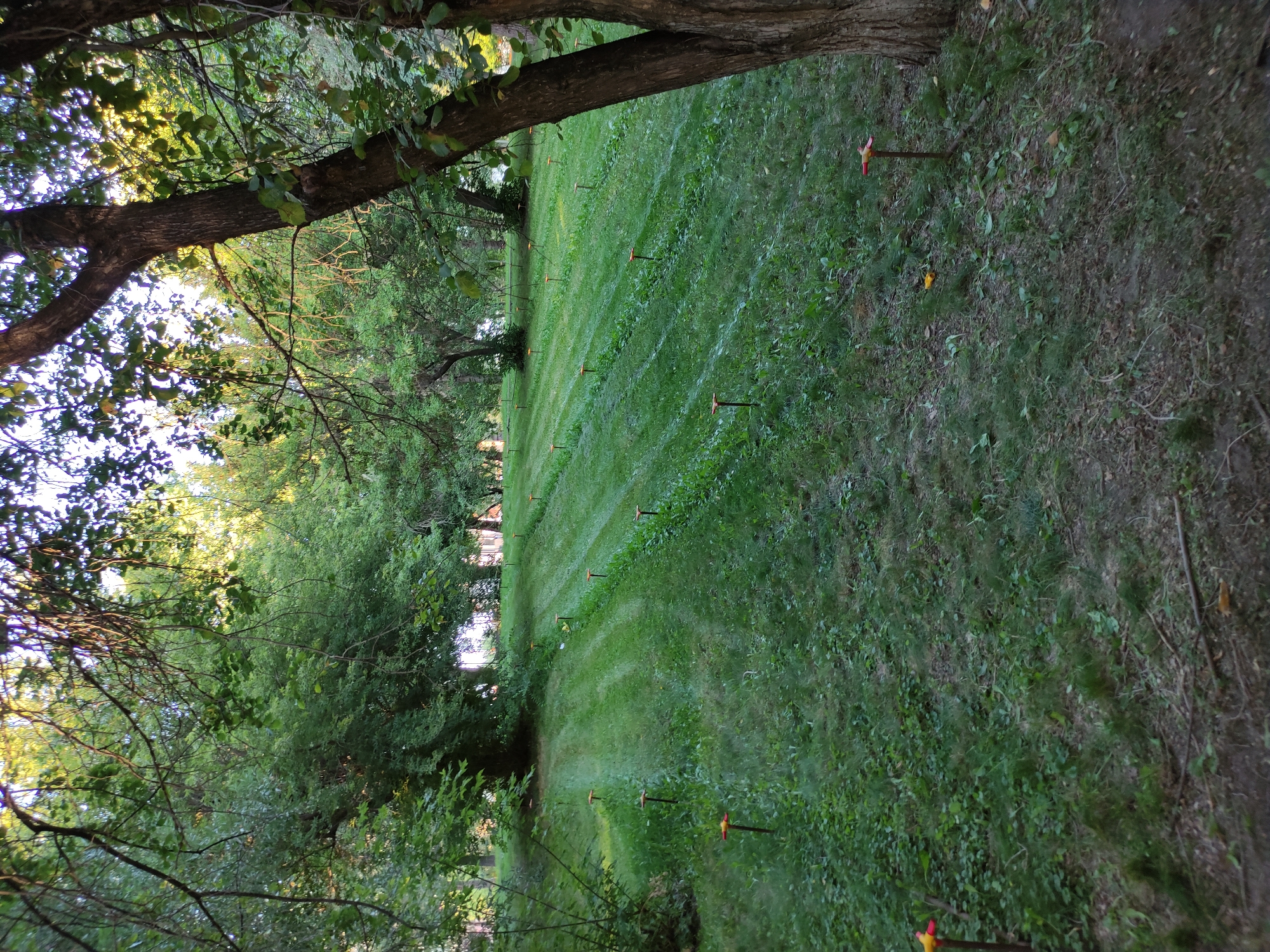 A low-angle shot captures a grassy lawn in a park or garden, possibly in Semey, Kazakhstan. The lawn is neatly mown and slopes gently from left to right. A series of small, orange and yellow markers are strategically placed in rows across the lawn, suggesting a marked pathway or area for an event. Tall trees with lush green foliage frame the scene, casting dappled shadows and filtering sunlight. The ground is covered in grass and fallen leaves, with some scattered twigs. The overall impression is one of a peaceful, natural setting, perhaps prepared for a daytime activity.