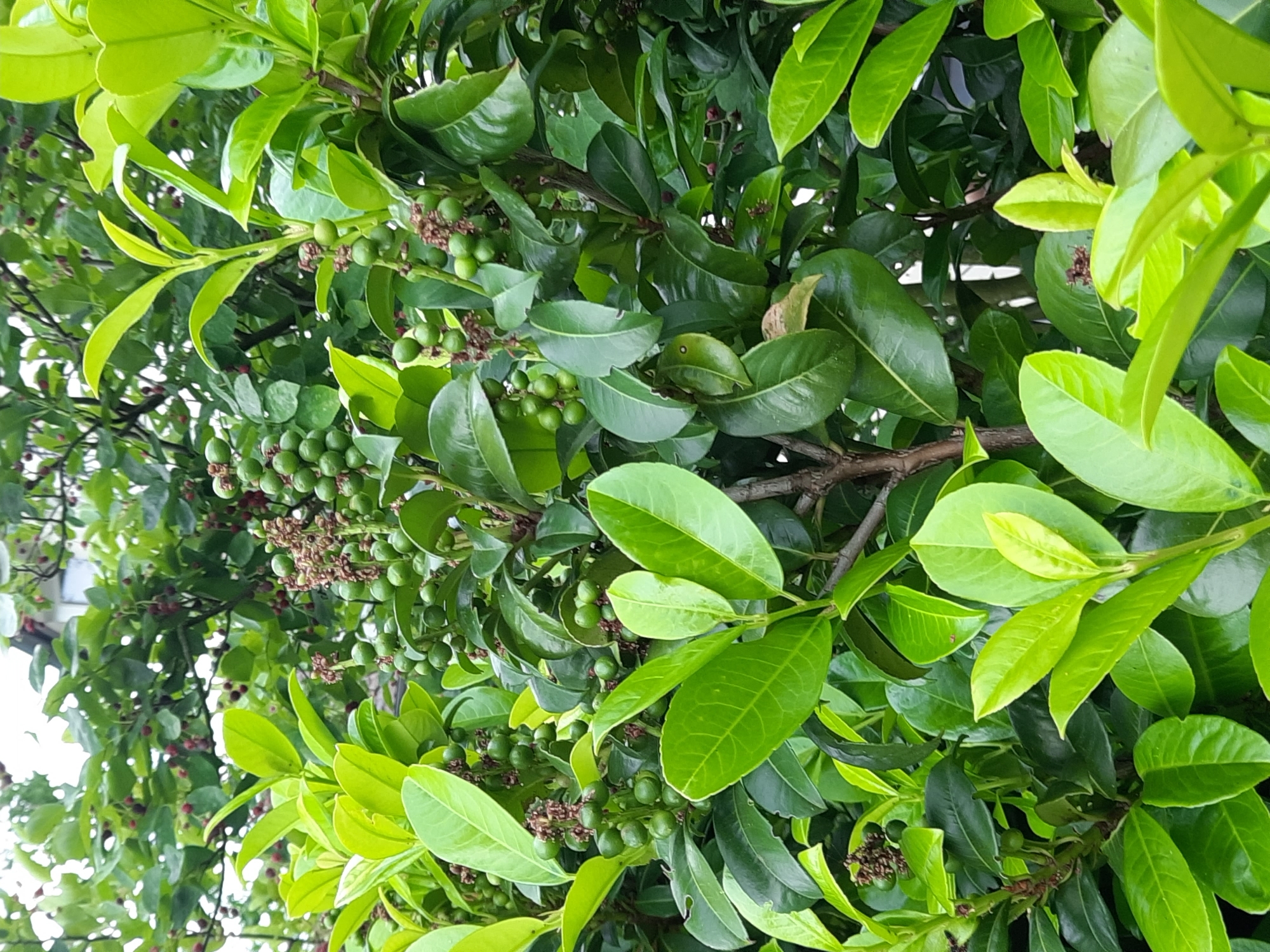 The image shows a close-up view of a lush green bush with clusters of small, round green berries and darker, reddish berries visible in the background. The leaves are a vibrant green, with some appearing newer and lighter in color. The bush appears to be growing outdoors, with what looks like a building in the upper background. The overall impression is of dense foliage. This image does not contain any information about the city of Rosenheim, Germany, nor does it depict any people, actions, or interactions.