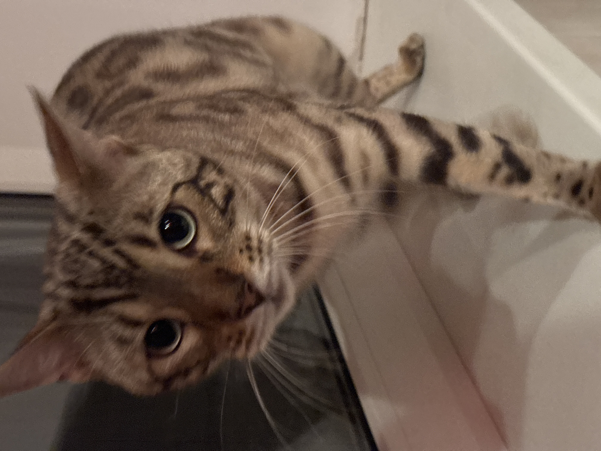 A close-up, eye-level shot features a Bengal cat standing on a white windowsill. The cat's fur displays a pattern of light brown with darker brown stripes and spots. Its eyes are a bright green, and its gaze is directed slightly to the left of the camera. The cat's body is positioned with its left front paw extended forward. The background is softly blurred, with a dark, indistinct area to the left, likely reflecting a window or another object. The lighting appears to be artificial and somewhat dim. The windowsill is a clean, white surface. The image does not contain any identifiable landmarks or features that would indicate its location in Noviy, Russia, or any specific city.