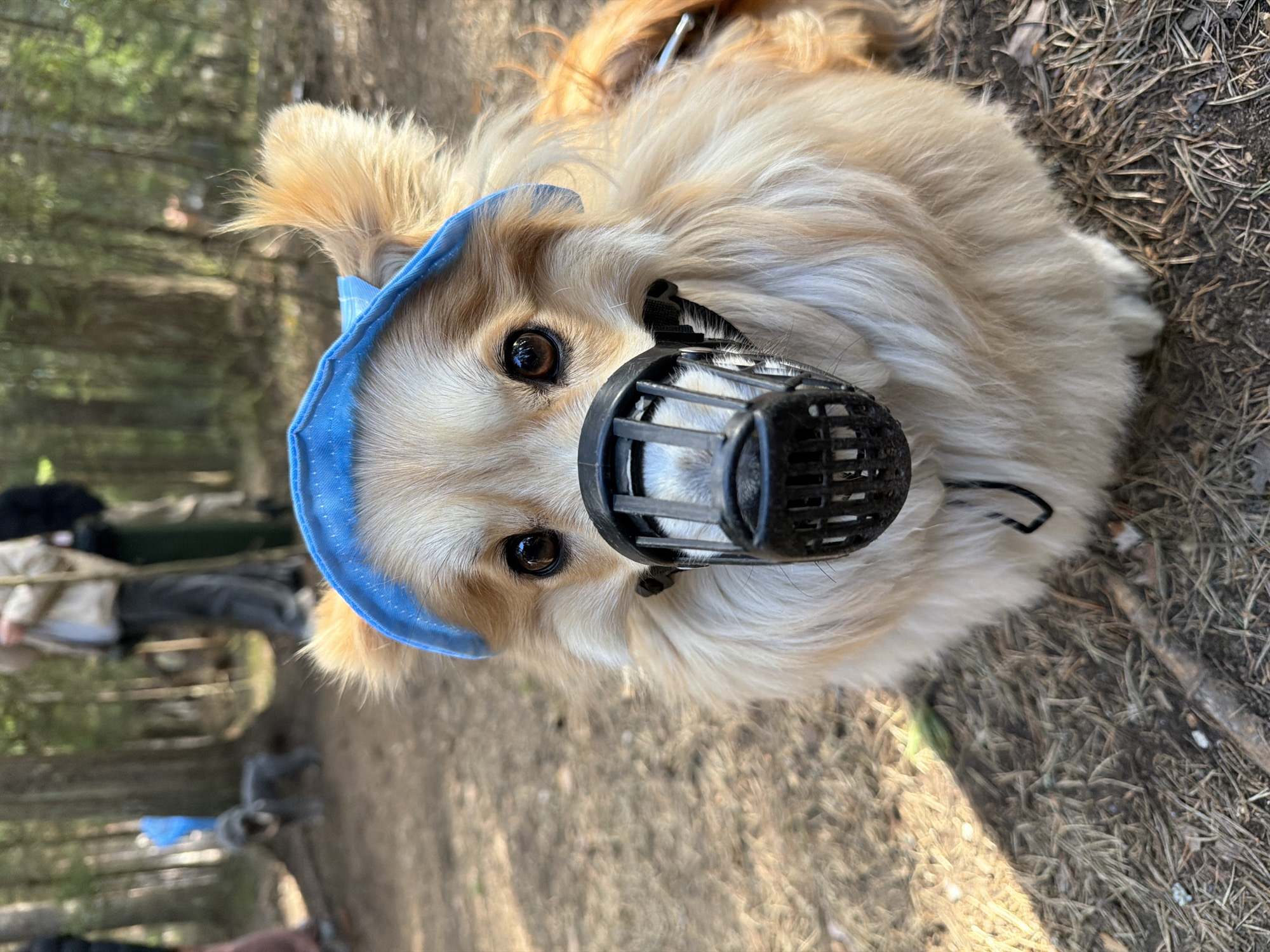 A tan dog with long fur, wearing a light blue head covering and a black plastic basket muzzle, is lying on the ground. The ground is covered in pine needles. In the background, out of focus, are trees and people. This photograph was taken outdoors in the city of Vsevolozhsk, Russia.