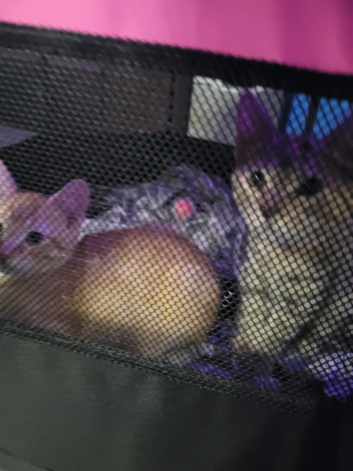The image shows three kittens peering through the mesh of a pink and black pet carrier. The kittens are huddled together, with two in the foreground and one further back. The kitten on the left is ginger-colored with large ears and is looking towards the camera. In the center, a grey and white tabby kitten is partially obscured. To the right, a tabby kitten with striped fur and green eyes is visible. The pet carrier appears to be made of mesh fabric with a solid black base. The background is blurred and shows hints of bright pink and blue, suggesting an indoor setting. There is no indication of the location being in Calgary, Canada.