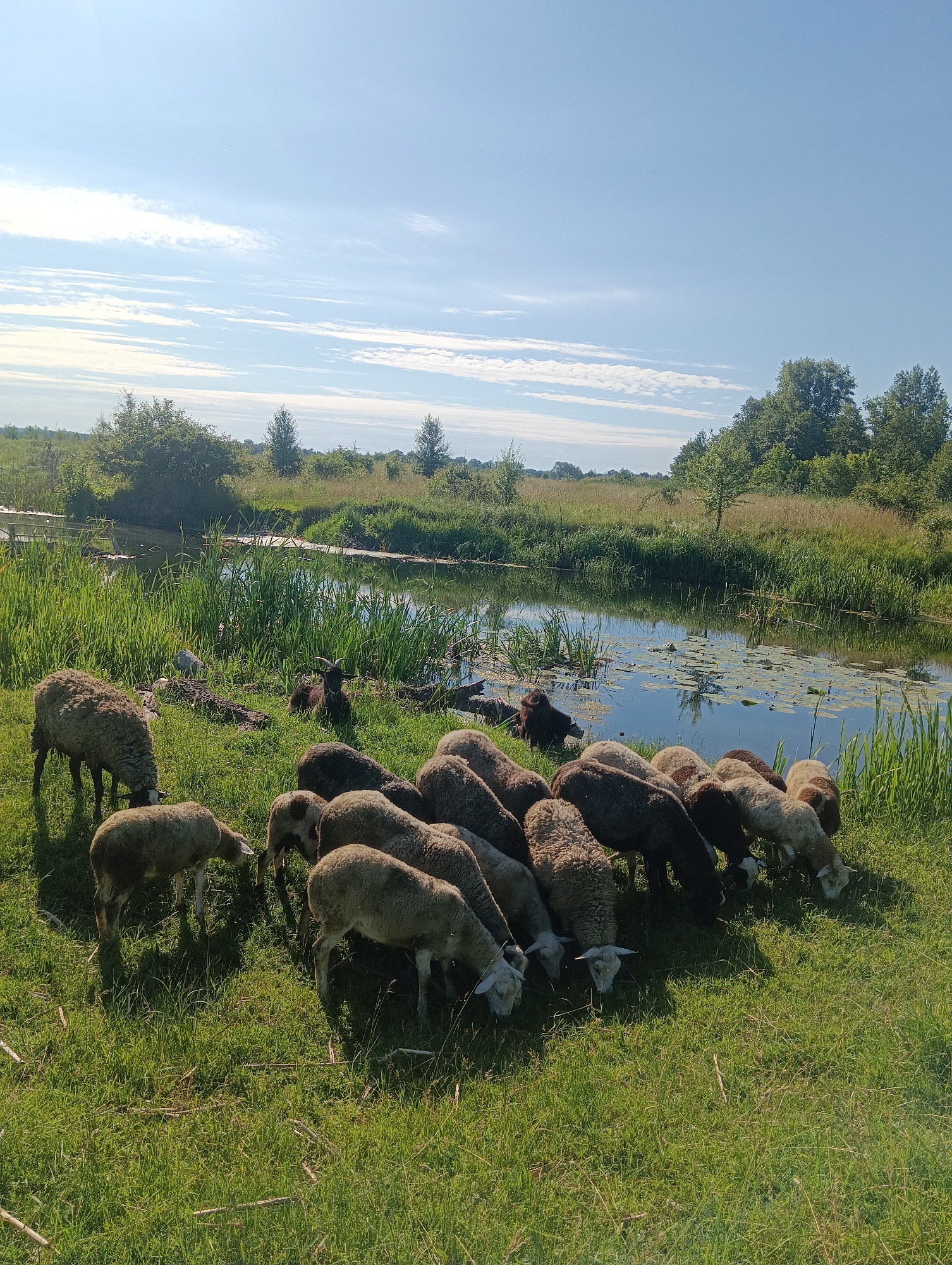 A flock of sheep grazes on a grassy bank next to a slow-moving body of water under a bright, blue sky with wispy white clouds. The water, which appears to be a canal or narrow river, is partially covered with lily pads. Lush green reeds and grasses grow along the edge of the water and further back, a line of trees marks the horizon. The sheep, varying in shades of brown, white, and black, are gathered in a group, with several facing away from the camera, their heads down as they eat. One sheep stands slightly apart to the left, its head turned towards the viewer. A dark-colored goat with horns is visible lying down in the grass near the water's edge. The overall impression is one of a peaceful rural scene on a sunny day.