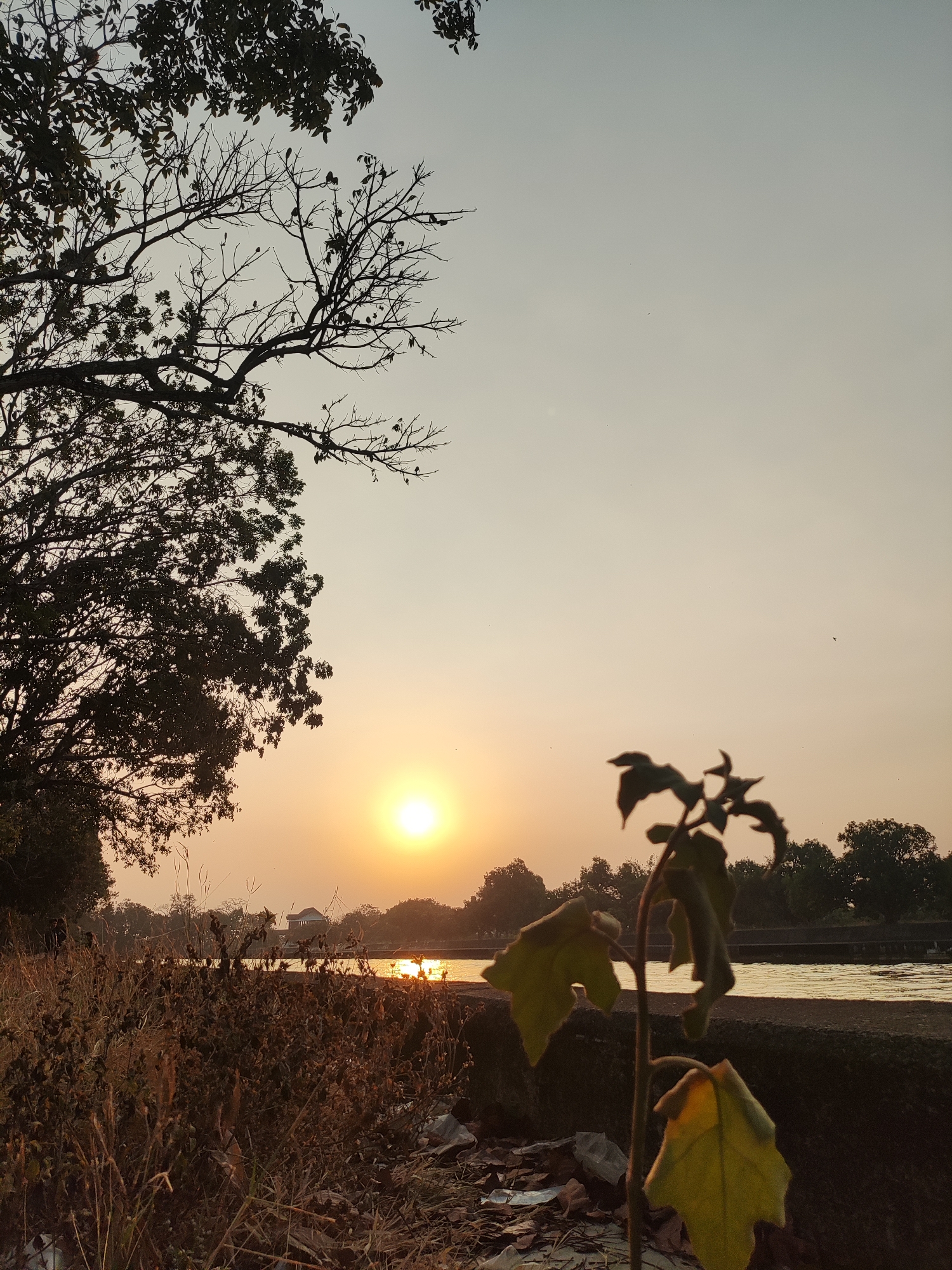 The image depicts a serene natural landscape at sunset, likely in Beber, Indonesia, given the context. The setting sun casts a warm, golden glow across the sky, creating a tranquil atmosphere. In the foreground, a small plant with broad, green leaves is visible, positioned slightly off-center to the right. Behind the plant, dry, withered grass and scattered debris, including plastic and paper, are present, suggesting a somewhat neglected area near a body of water.
A calm river or canal stretches across the middle ground, reflecting the warm hues of the sunset. On the opposite bank, a line of trees forms a dark silhouette against the sky. Further in the distance, a small, domed structure, possibly a pavilion or a building, is visible, hinting at the presence of human habitation or a recreational area within the vicinity.
To the left of the frame, a large tree with bare branches and some foliage dominates the upper portion, its silhouette sharply defined against the pale sky. The overall scene is one of natural beauty marred slightly by human detritus in the immediate foreground, juxtaposing the serenity of the sunset with the reality of litter. No people are clearly discernible in the image, though there might be faint figures in the distance near the riverbank. The light suggests it is late afternoon or early evening.