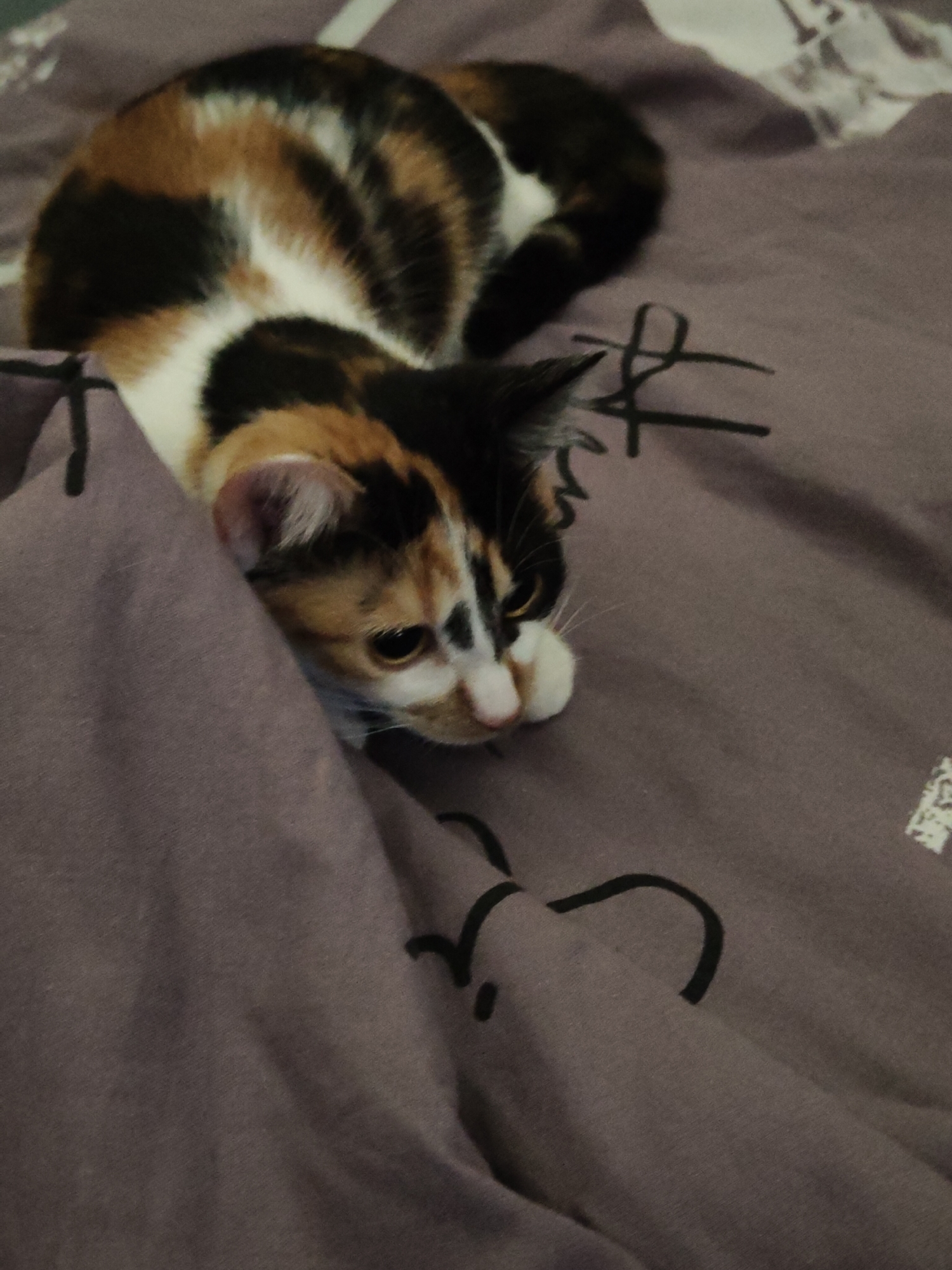 The image shows a calico cat nestled in purple bedding. The cat is mostly hidden, with only its head and upper body visible, peeking out from under a fold of the fabric. Its fur is a mix of black, white, and orange. The bedding appears to have a subtle pattern of black lines and possibly some abstract white shapes. There are no people or any other animals visible in the image. The scene is indoors, likely on a bed, given the context of the bedding and the cat's posture. The overall impression is one of a cozy and domestic setting. There is no information available to associate this image with the city of Nowy Dwór Mazowiecki, Poland.