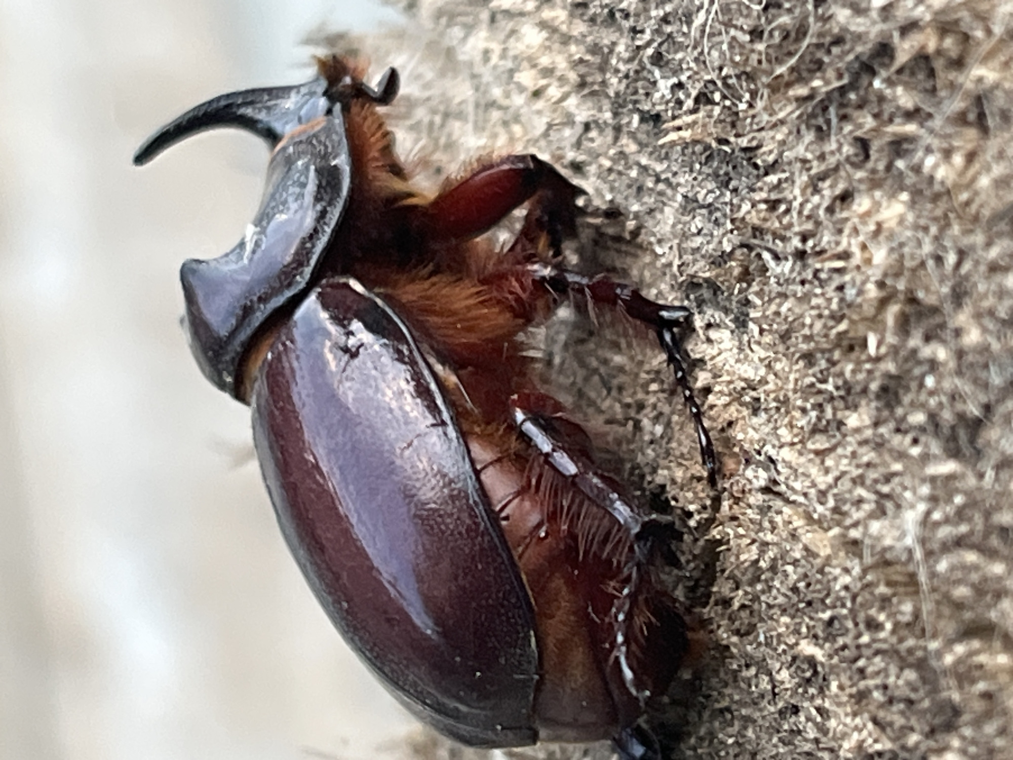 A rhinoceros beetle, likely a male due to the presence of a horn, is perched on a rough, textured surface composed of wood shavings or similar material. The beetle is dark reddish-brown with a glossy exoskeleton. It has prominent legs and antennae, and a distinctive horn curving upwards from its head. The background is blurred and appears to be a light-colored, indistinct surface. The scene is close-up, emphasizing the details of the insect and its immediate surroundings. The image does not contain any elements that indicate a specific location in Krasnyye Barrikady, Russia, nor does it depict any people or human actions.
