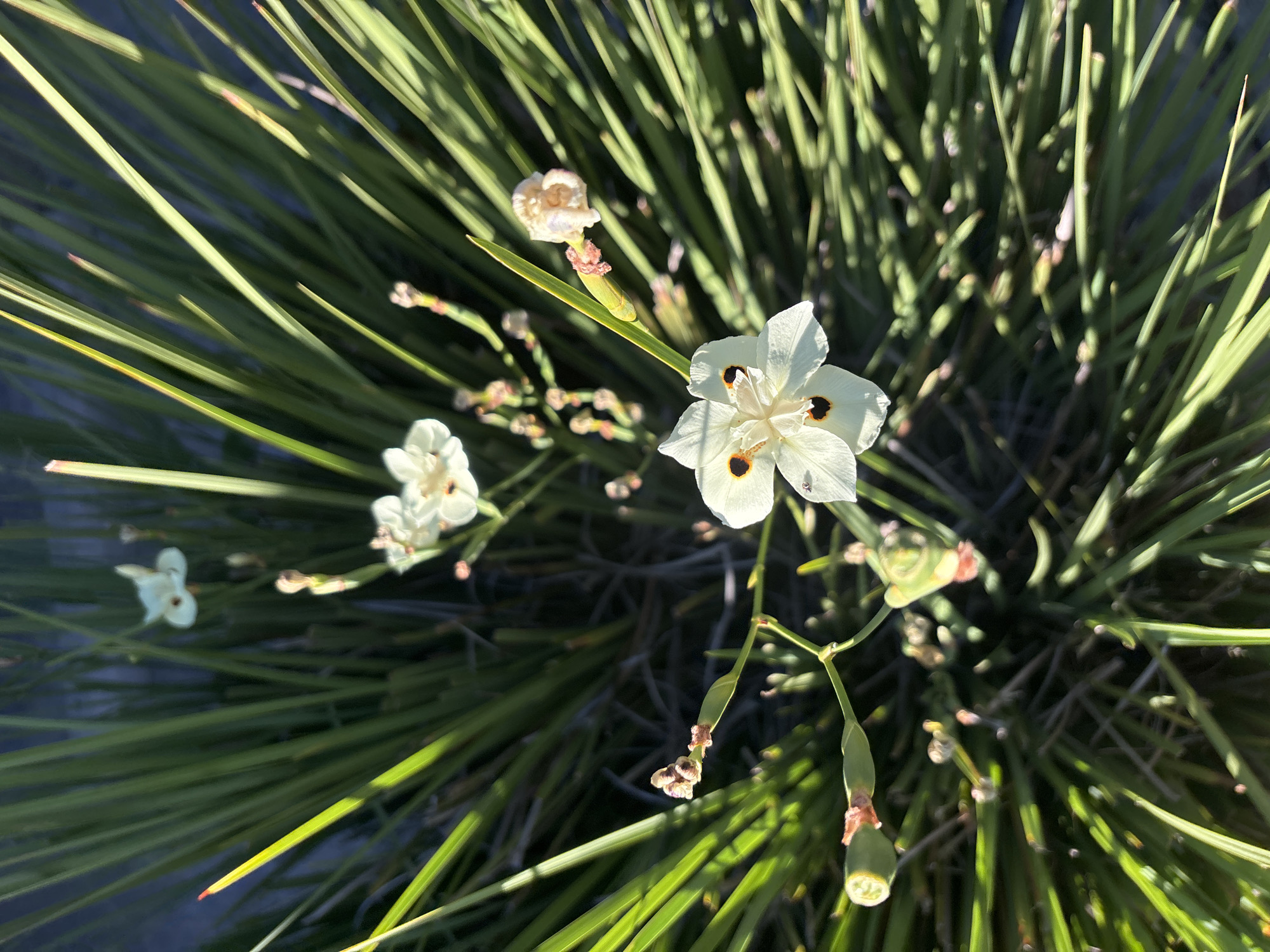 A high-angle, close-up shot captures a patch of Dietes grandiflora flowers, also known as African irises, in Fair Oaks, California. The plant exhibits a profusion of slender, green, grass-like leaves, with a few white flowers in bloom. One prominent flower is centered in the frame, featuring six petals, three of which are larger and white with a dark brown or black spot at their base. The other three petals are smaller, more delicate, and white. The flower's stamen is visible, tipped with yellow anthers. Several buds in various stages of development are scattered throughout the foliage, some appearing as small, pointed green capsules, while others are beginning to unfurl into pale, delicate blossoms. The background consists of dark, out-of-focus foliage, suggesting a naturalistic planting. The sunlight highlights the edges of the leaves and the delicate petals of the flowers, creating a sense of depth and texture.