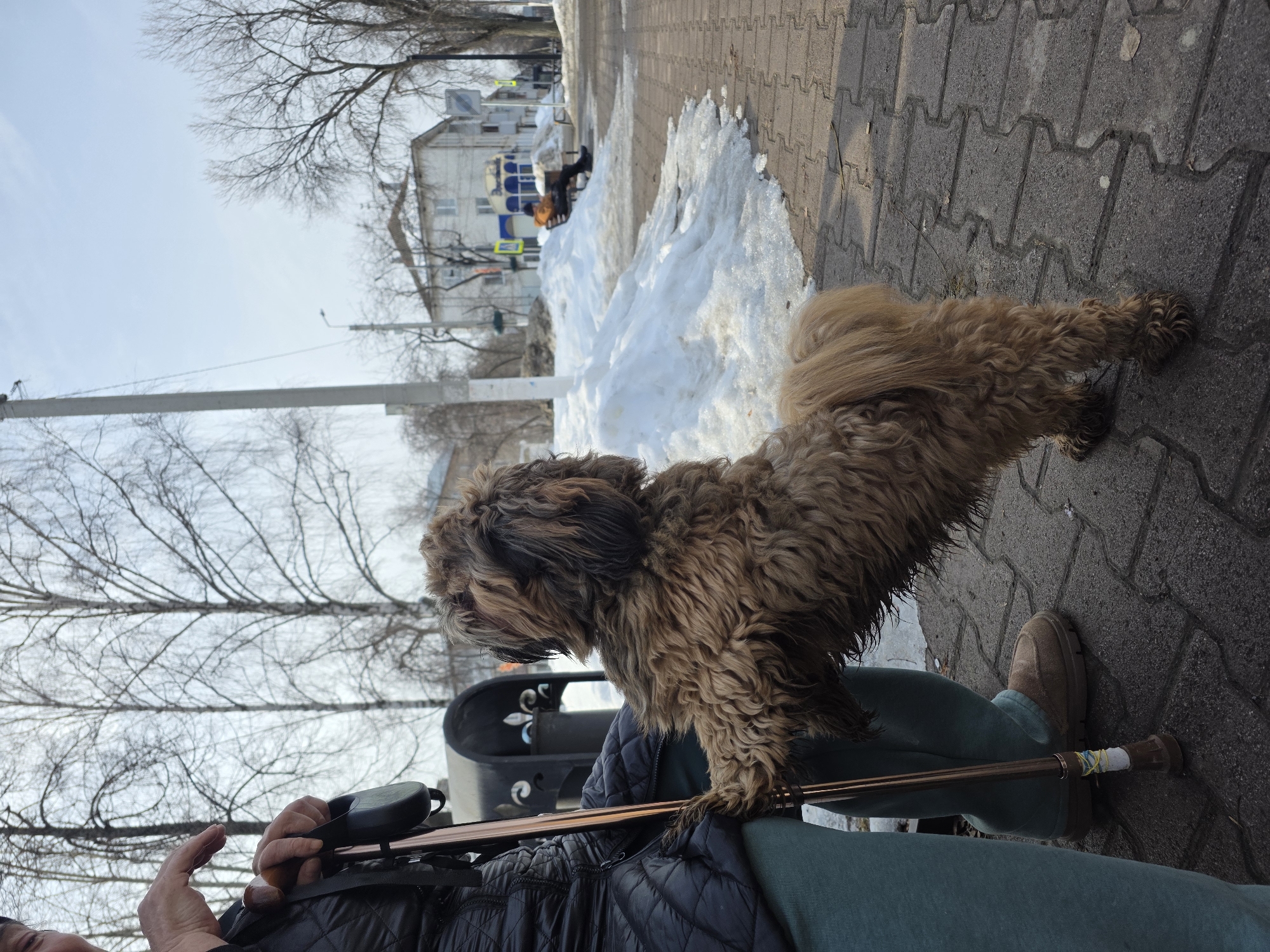 The image depicts an outdoor urban scene in Chaikovsky, Russia, characterized by melting snow, indicating late winter or early spring. In the immediate foreground, a shaggy brown dog stands upright on its hind legs, its front paws resting on the left thigh of an adult. The adult, visible from the mid-torso down, wears a black quilted jacket, green pants, and brown slip-on shoes. The adult's right hand holds a bronze-colored walking stick, wrapped with yellow, white, and blue bands near the base, and a black retractable dog leash dispenser. Their left hand is raised.
The environment includes a gray paved sidewalk, partially bordered by substantial snowdrifts melting into slush. A dark metal trash bin with decorative features is visible behind the dog. Further down the street, a person in an orange jacket is seated on a bench, positioned alongside more snow piles. Behind the seated individual, a light-colored, two-story building with multiple windows and a distinct blue and white sign, likely indicating a "MAGAZIN PRODUKTY" (Grocery Store), stands. Utility poles, numerous bare deciduous trees, and various traffic signs, including a pedestrian crossing sign, are visible along the street. The sky is clear and light blue.