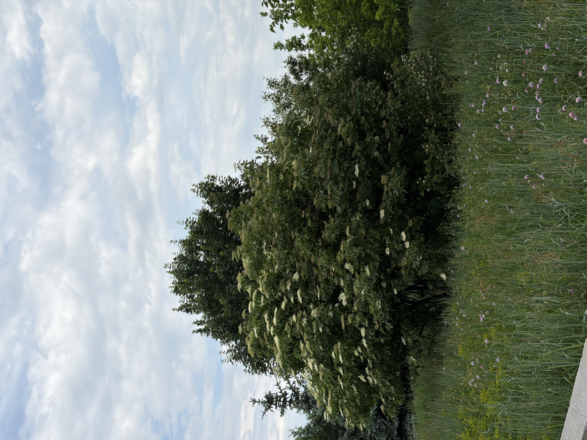 The image depicts an outdoor, natural landscape under an overcast sky in Kyiv, Ukraine. The sky occupies the upper half of the frame, showing a light blue-gray hue with diffused white and light gray stratocumulus clouds.
In the midground, a substantial deciduous shrub or small tree, densely laden with numerous flat-topped clusters of small white flowers, dominates the central-left area. Its foliage is dark green. Behind and to the sides of this prominent flowering plant, a canopy of taller, dark green deciduous trees is visible. To the far left, a tall, slender dark green coniferous tree, consistent with a spruce, stands alongside another partially visible conifer displaying bluer-green needles.
The lower half of the image is characterized by a dense field of tall, verdant green grass. Scattered throughout this grass are patches of lighter green or yellowish-green herbaceous growth, and numerous small, spherical clusters of pinkish-purple wildflowers, possibly clover or a similar species. The very bottom edge of the frame reveals a horizontal gray barrier, appearing to be coarse-grained stone or concrete. No individuals, animals, or specific actions are discernible within the scene. The natural elements suggest a park, botanical garden, or a wild green area within the urban environment of Kyiv.