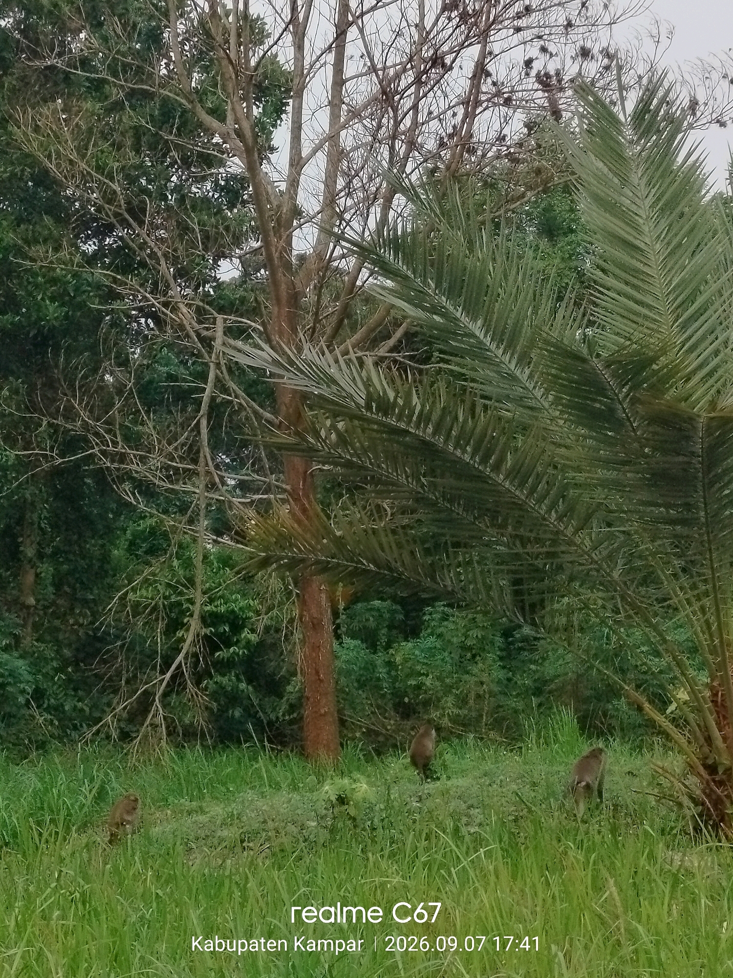 The image captures a natural scene in Pandau Jaya, Indonesia, with a focus on vegetation and wildlife. In the foreground, lush green grass covers the ground, interspersed with some smaller plants. Three monkeys are visible in the grassy area. One monkey is positioned on the left side of the frame, another in the center, and the third on the right. They appear to be foraging or resting. Behind the grass, a dense green forest forms the backdrop. To the right, a palm tree with its distinctive fronds is prominently featured, partially obscuring the view of the forest. In the center of the image, a tall tree with a brown trunk and bare branches stands out against the greenery. The sky is overcast, suggesting a cloudy day. A watermark at the bottom right corner of the image indicates "realme C67 | Kabupaten Kampar | 2026.09.07 17:41".