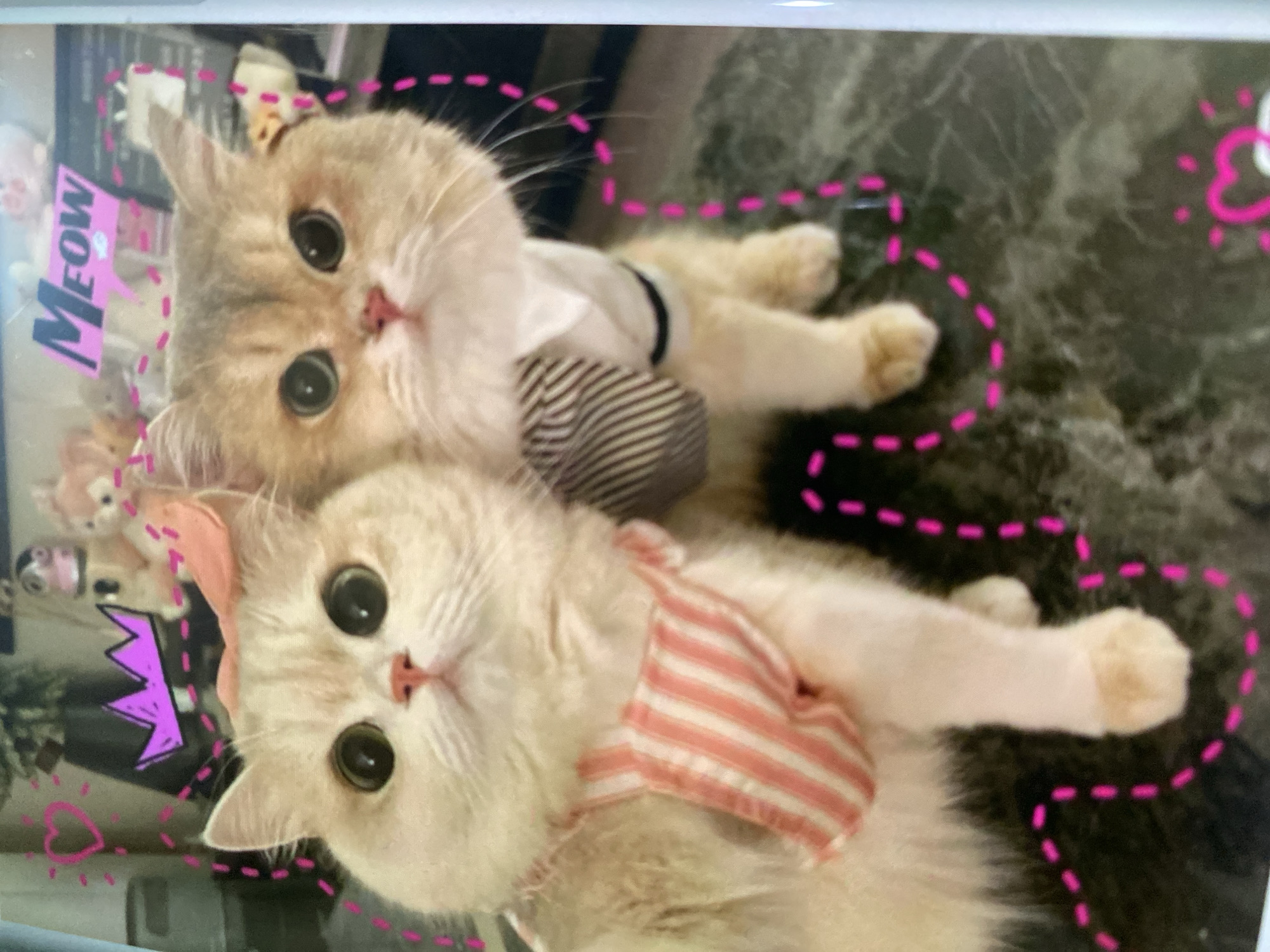 The image shows two cats dressed up. The cat on the left is wearing a pink and white striped pinafore and a pink bow on its head, with a purple crown drawn above it. The cat on the right is wearing a white shirt with a pinstripe tie. Both cats have large, round eyes and are looking at the camera. The background is blurred, but appears to be an indoor setting with some stuffed animals visible. Pink dashed lines and hearts are drawn on top of the image, suggesting a playful or whimsical edit. There is no visible information in the image that would allow for the determination of its location in Ta', Indonesia.