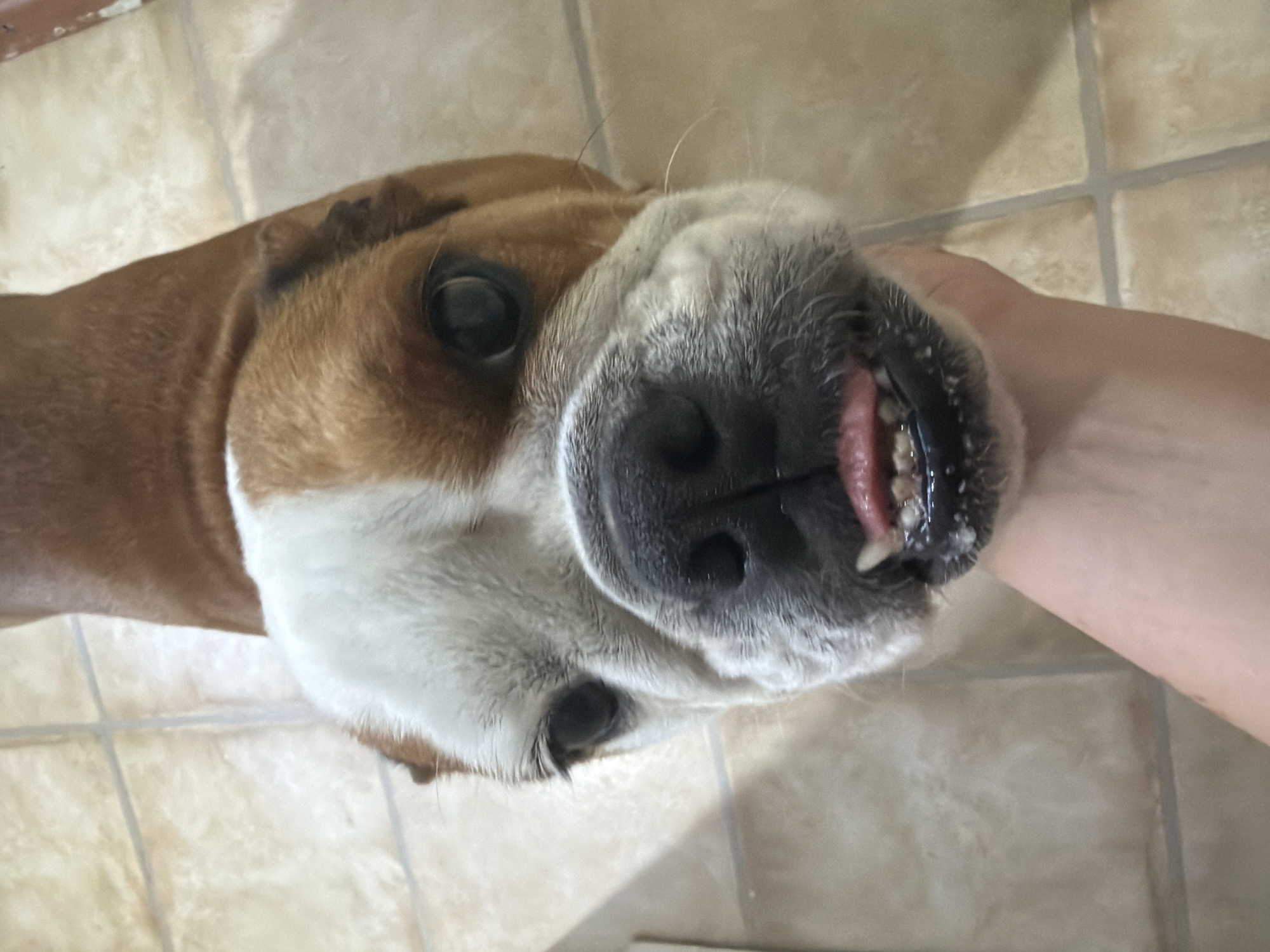 A close-up, high-angle shot captures a tan and white bulldog's face, tilted downwards towards the camera. The dog's tongue is partially visible, poking out between its teeth. A human hand is supporting the dog's chin from below. The background consists of light brown tiled flooring, indicative of an indoor environment. The scene is devoid of any recognizable landmarks or contextual elements that would place it in Sofia, Bulgaria.