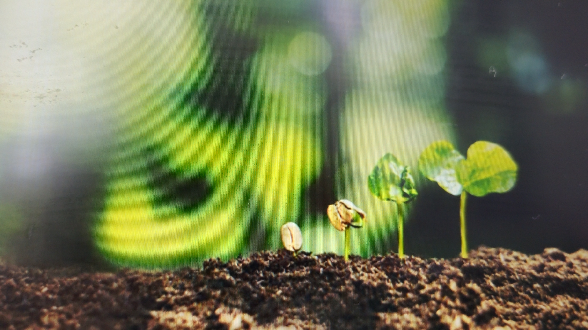 The image shows a close-up, low-angle shot of soil with several seedlings growing. In the foreground, dark brown soil is visible, with small pebbles and debris. From left to right, there are four stages of plant growth. The first is a single seed emerging from the soil. The second is a seed that has sprouted and is beginning to open. The third and fourth are small seedlings with green leaves. The background is a soft, blurred focus of green and yellow, suggesting a natural environment with foliage and sunlight. There are no people or any identifiable structures or landmarks visible in the image. The location in Smolyan, Bulgaria, cannot be determined from the image itself.