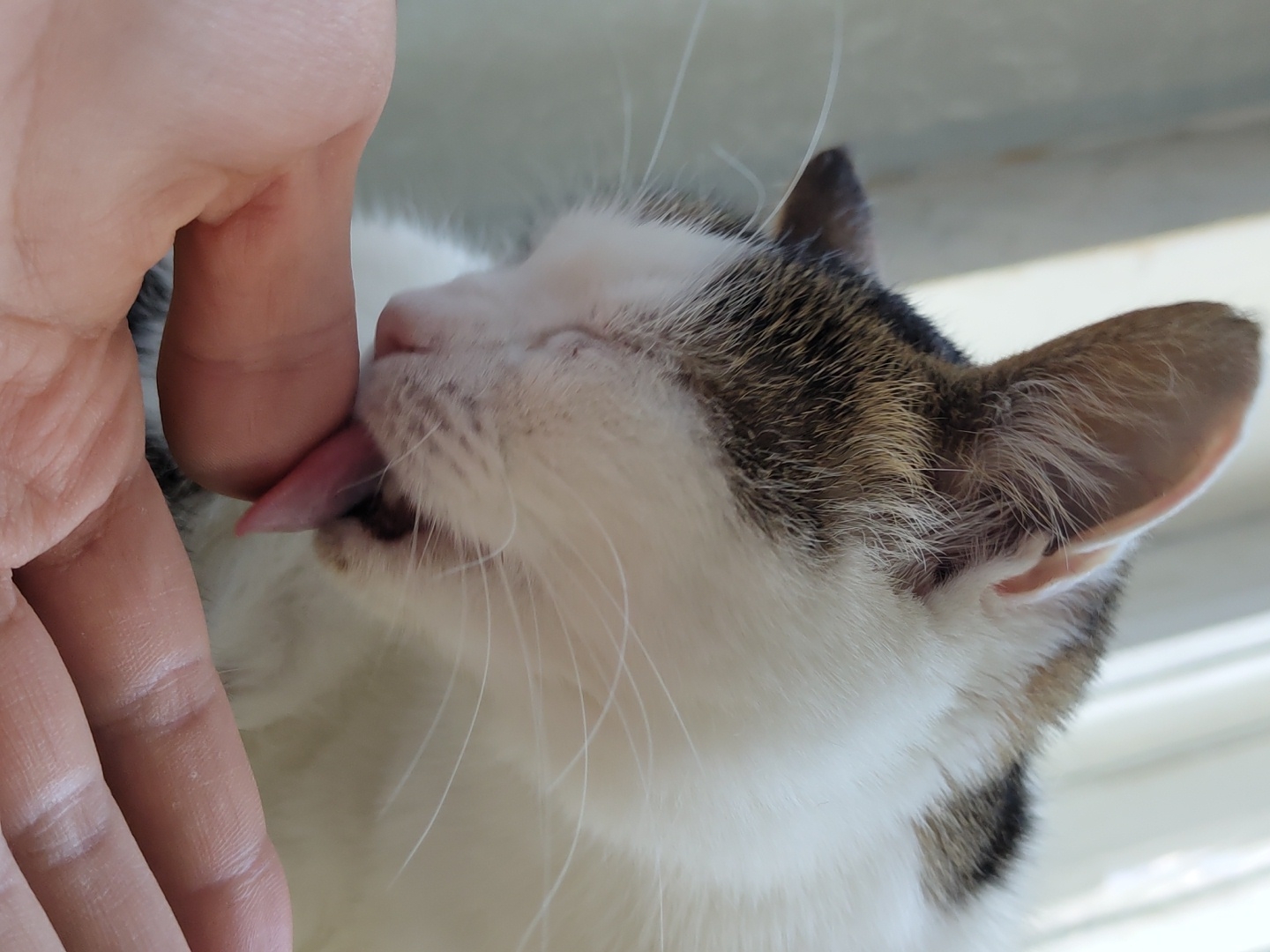 A close-up, vertical shot shows a cat licking a human fingertip. The cat has white, grey, and brown fur, with its head tilted down and eyes closed. Its pink tongue is extended and touching the fingertip, which is held up in front of the cat. The background consists of a blurred light-colored curtain. The scene is indoors, with no visible indications of a specific city or location.