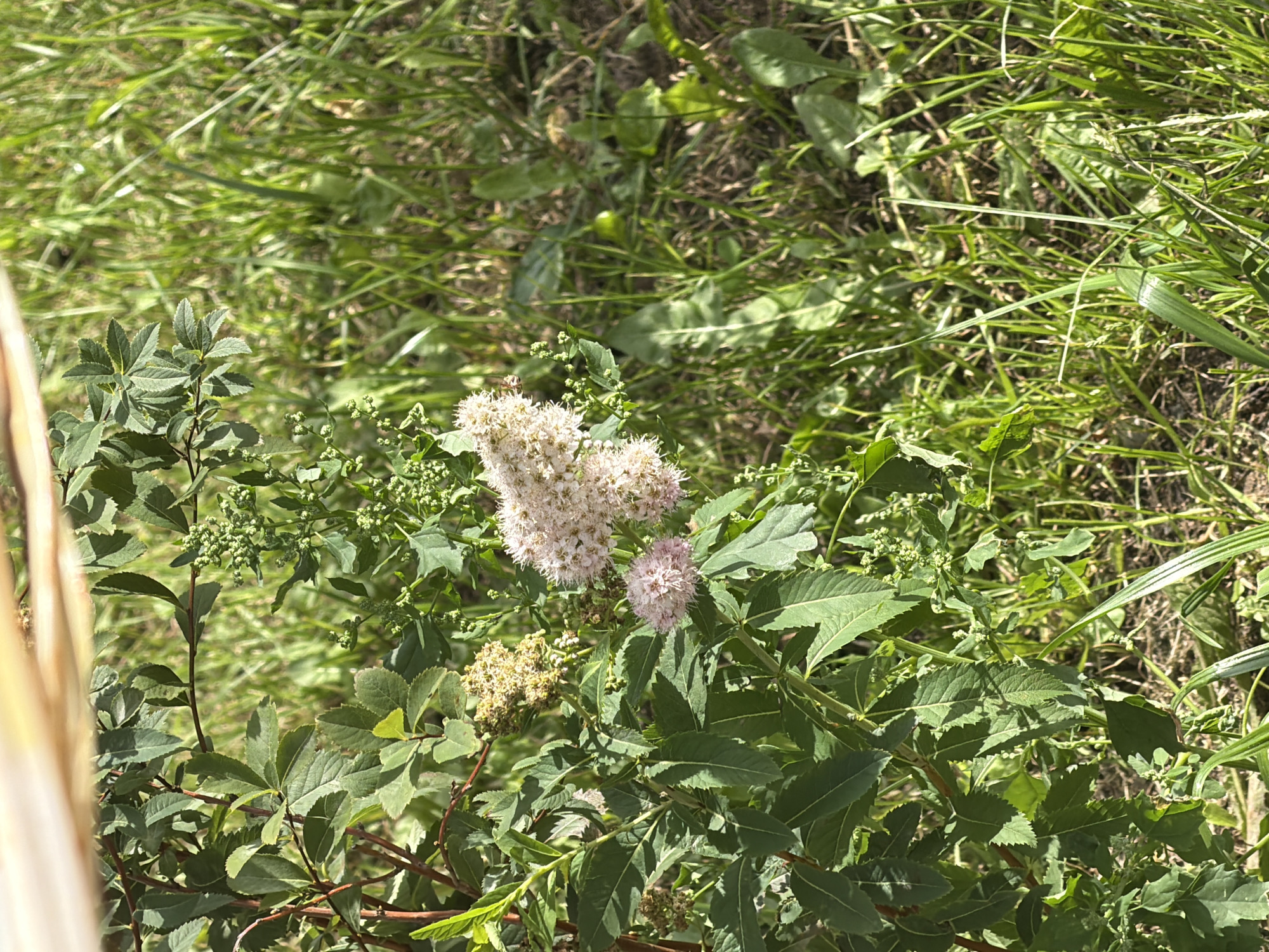 An outdoor, close-up, high-angle shot shows a portion of a green leafy bush with clusters of small pink and white flowers in Balashikha, Russia. The bush's branches are reddish-brown and the leaves are elongated with serrated edges. To the right of the bush, tall green grass is visible, some of which is in sharp focus, while other areas are blurred. A blurry, light-colored, wooden object runs across the top of the frame, obscuring the sky. The ground beneath the grass appears to be soil and dried leaves. There are no people or animals present in the image.