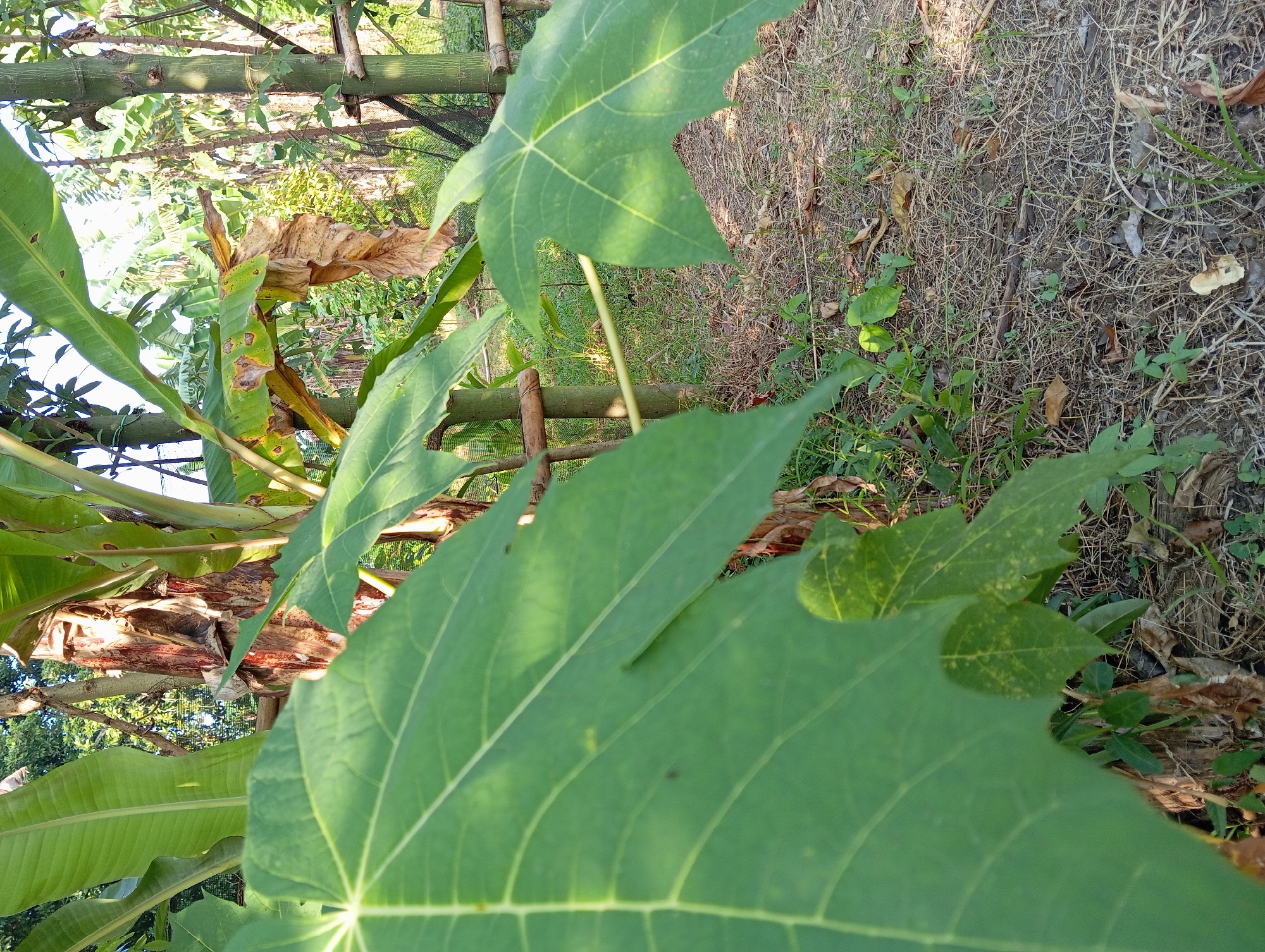 The image displays an outdoor scene characterized by dense foliage and natural ground cover, observed on a bright, sunny day. The dominant subjects in the foreground are large, deeply lobed green leaves, likely from a papaya plant, which fill a significant portion of the frame. These leaves exhibit clear venation and dappled sunlight, creating areas of shadow and light.
Behind these prominent leaves, other types of green vegetation are visible. To the left, large, broad green leaves, possibly from a banana plant, feature some browning and tattered edges. Further into the midground, slender, vertical tree trunks or bamboo stalks rise, creating a backdrop for the foreground plants. Hints of a dark mesh or netting can be seen amongst the vegetation, suggesting a cultivated area or enclosure.
The ground occupies the right side and lower central portion of the image. It is covered with a mix of dry, light-brown grass and scattered patches of smaller, greener plants and sprouts. Fallen leaves and twigs are interspersed throughout the ground cover. The bright, clear daylight is evident from the distinct shadows cast on the leaves and the overall illumination of the scene. There are no people or specific activities depicted. The setting appears to be a natural or semi-cultivated area, consistent with an outdoor environment in a tropical or subtropical region. No visible text is present in the image.