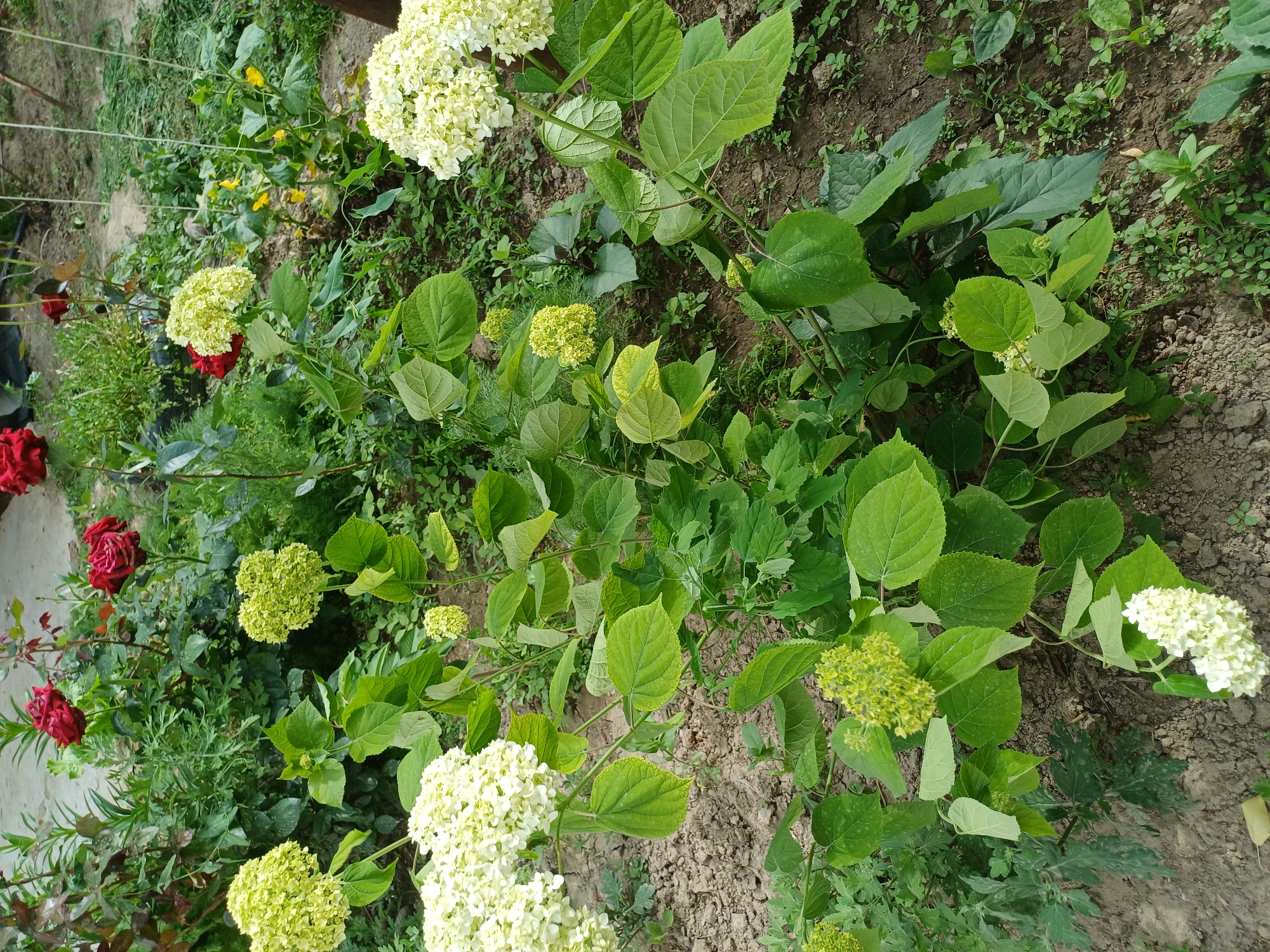 The image shows a close-up view of a garden bed, possibly located in Kyzyl-Kyya, Kyrgyzstan. The primary subject is a collection of plants, including hydrangeas in various stages of bloom, with some flowers white and others in a green bud stage. There are also rose bushes with a few red roses visible, along with other leafy green plants and weeds. The soil is dry and appears somewhat compacted.