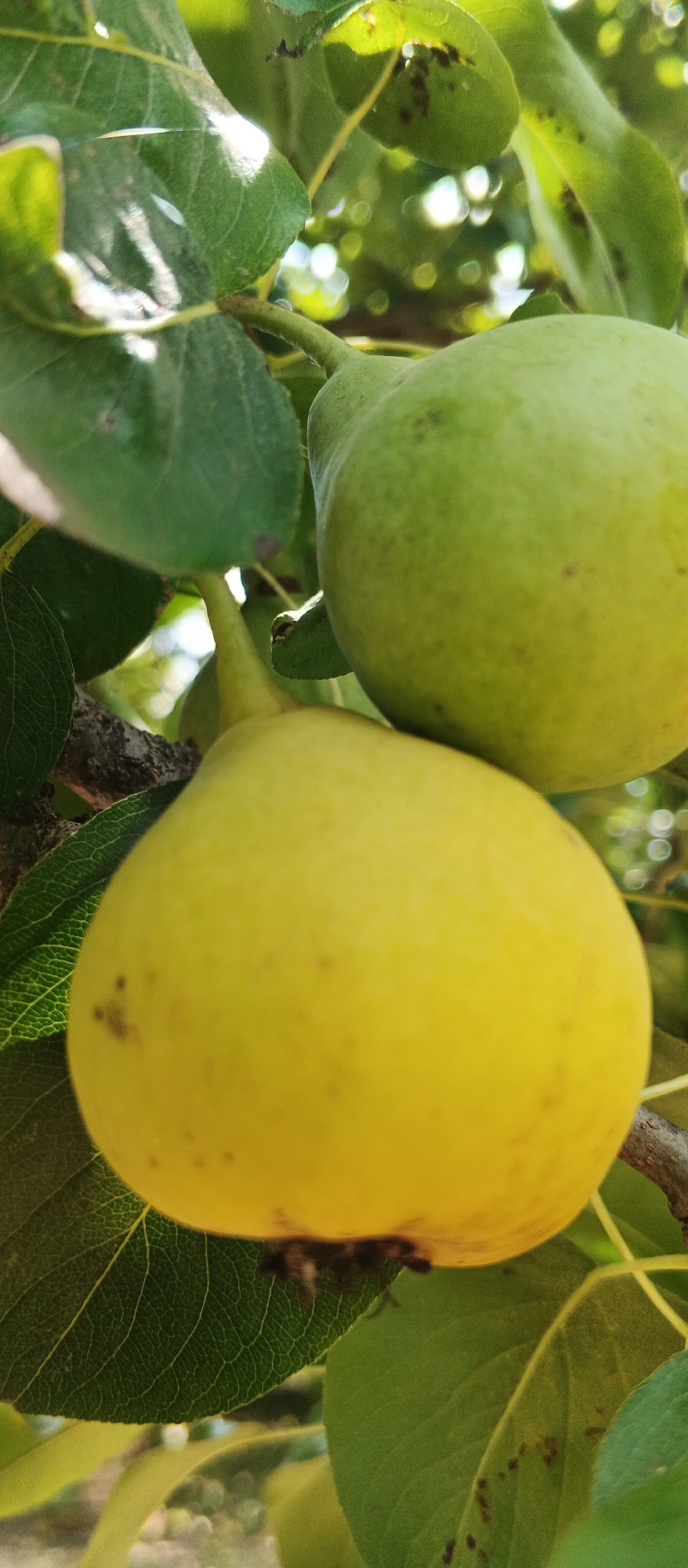 The image shows a close-up of two pears growing on a tree branch. The pear in the foreground is yellow and ripe, with small brown spots on its skin. The pear behind it is green and appears to be less ripe. Both pears are surrounded by green leaves, some of which are dappled with sunlight. The background is blurred, suggesting a shallow depth of field, and shows more leaves and the out-of-focus bokeh of sunlight. The image was taken in a natural outdoor setting, likely a garden or orchard. There are no people or animals visible in the image. The scene is peaceful and suggests a focus on nature and the growth of fruit. The location is Smila, Ukraine.