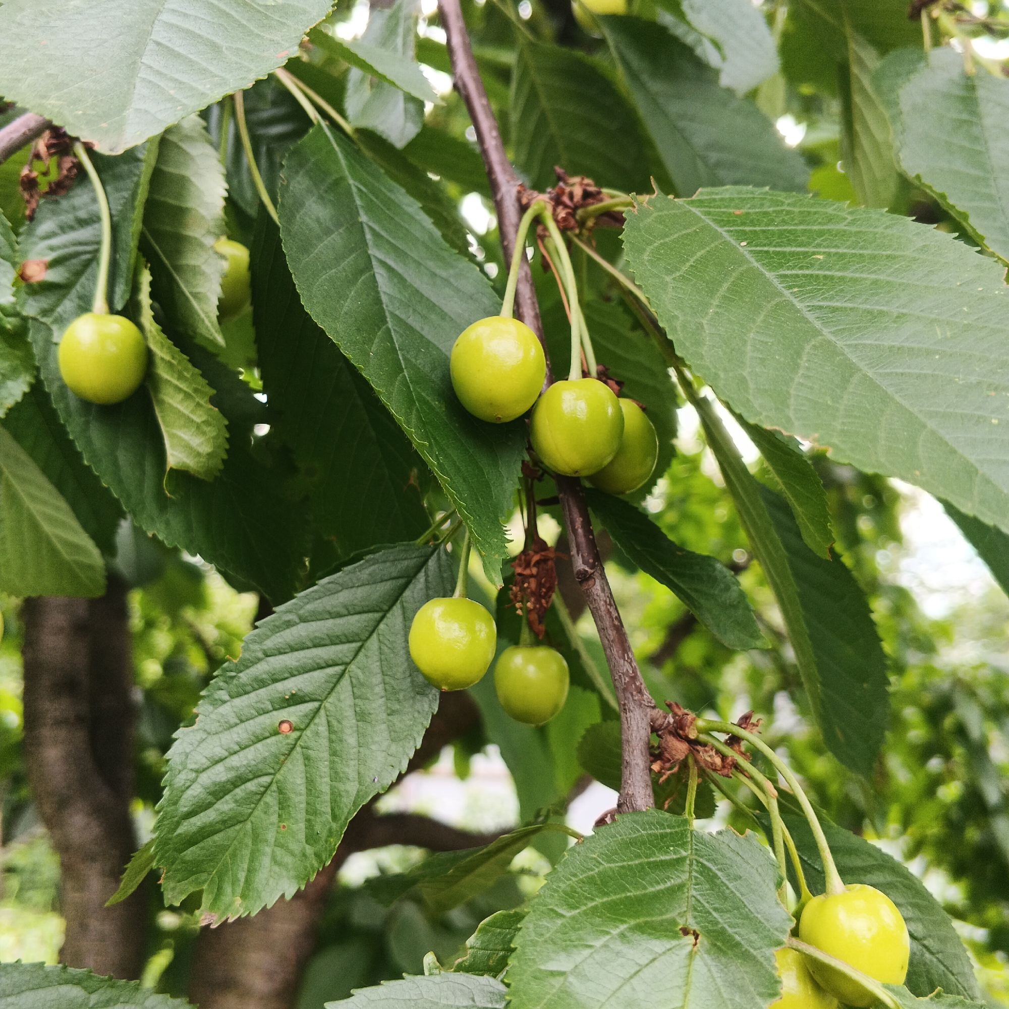 Memory