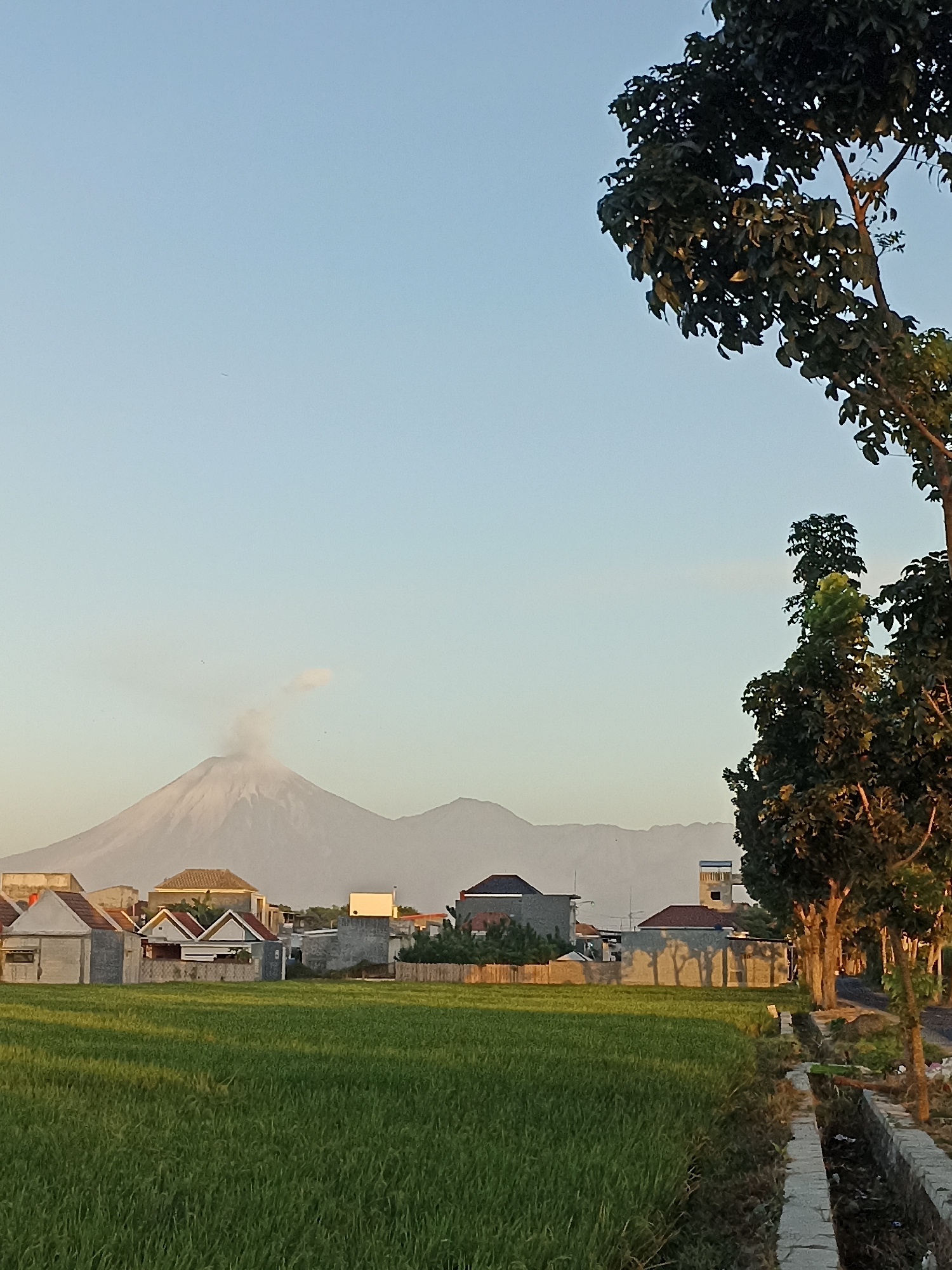 The image captures a serene landscape scene in Lumajang, Indonesia, characterized by a clear, pale blue sky. In the foreground, a vibrant green rice paddy stretches across the frame, bathed in the soft glow of what appears to be either sunrise or sunset. Beyond the paddy, a cluster of houses with tiled roofs forms a small village. In the distance, a majestic mountain dominates the horizon, with a faint plume of smoke or steam rising from its peak, suggesting volcanic activity. To the right of the scene, a row of trees with lush green foliage partially obscures a dirt road and a small, stone-lined drainage ditch. The overall impression is one of rural tranquility and natural beauty, with the active volcano adding a dramatic element to the otherwise peaceful vista. There are no people or animals visible in the image.