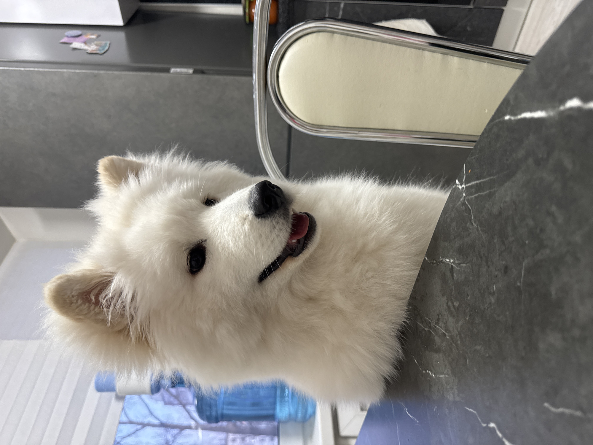 A white Samoyed dog is sitting at a black marble table indoors. A chair with a white cushioned seat and a silver frame is behind the dog. In the background, there is a grey refrigerator with magnets on it. There are also bottles of water and some sunlight in the background. The location is likely a domestic interior in Chaikovsky, Russia.