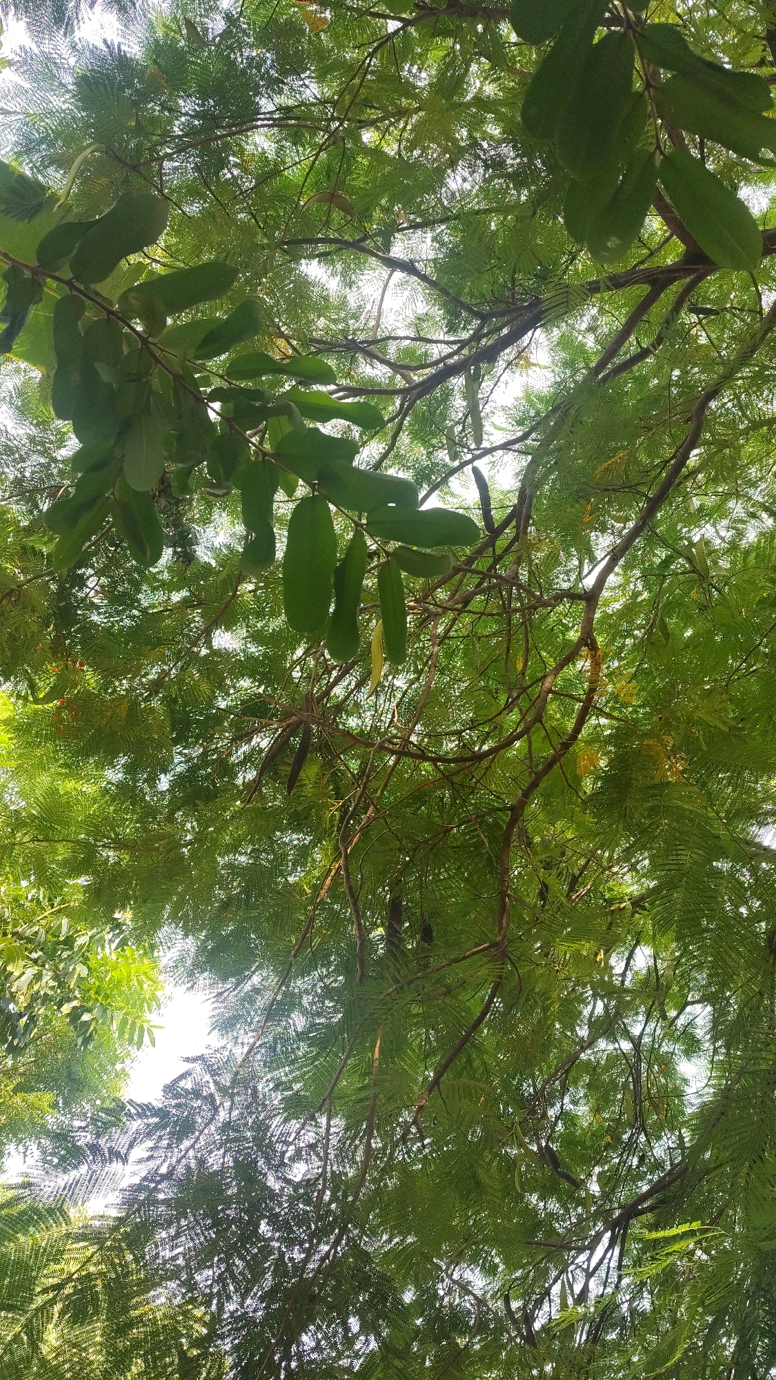 The image is a low-angle shot looking up through the dense canopy of a tree in Perundurai, India. The sunlight filters through the abundant green leaves and delicate fern-like foliage of the tree, creating a dappled effect. Several long, green seed pods hang from branches, some appearing slightly curved. The branches themselves are brown and sinuous, crisscrossing against the bright sky. The overall impression is one of lush vegetation and natural shade.