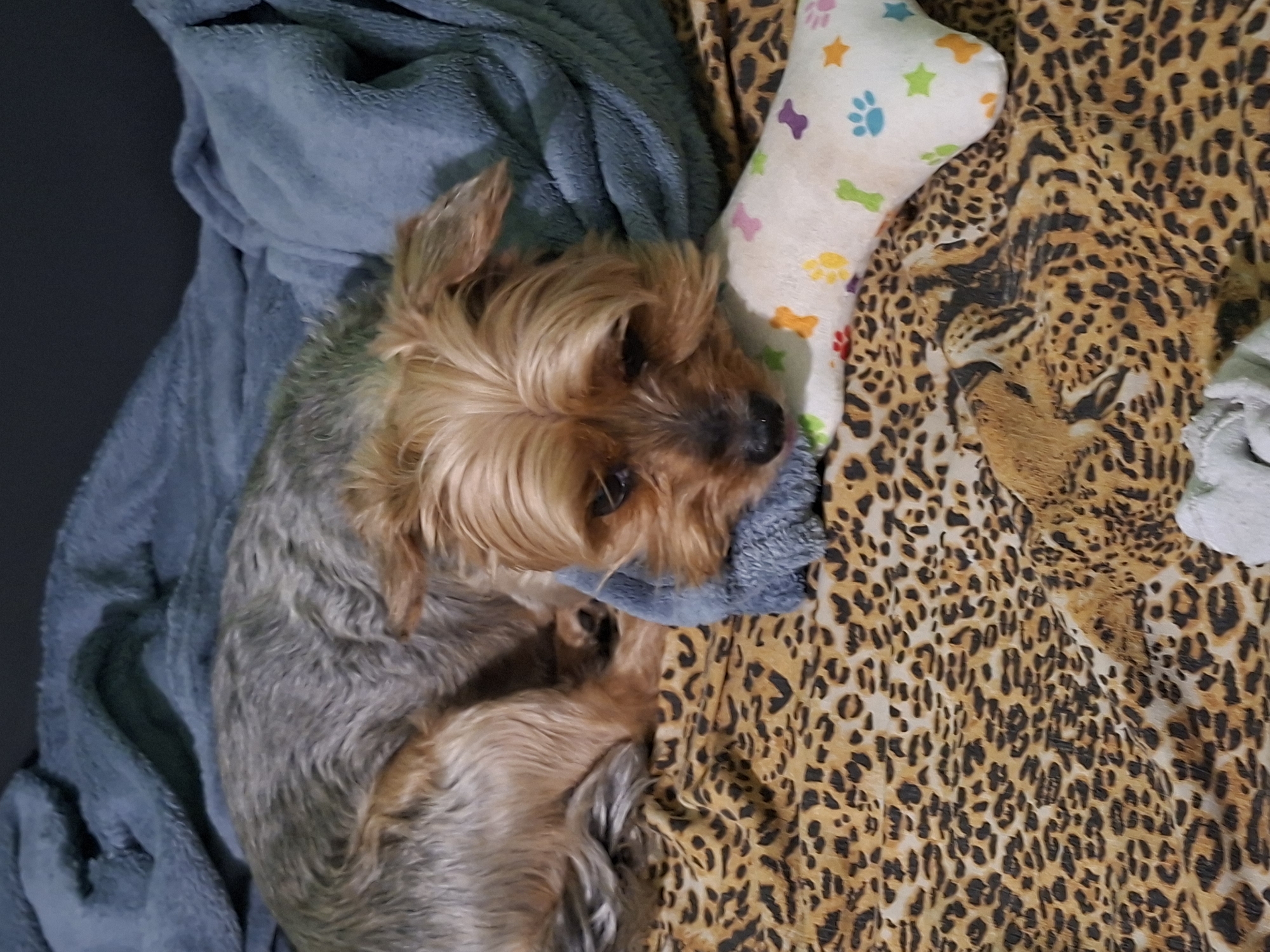 A Yorkshire Terrier, displaying a coat of golden-tan on its head and legs transitioning to silvery-grey on its body, is resting on a patterned surface. The dog is positioned with its body curled and its head resting on a crumpled, soft blue blanket. Its eyes are partially open, looking towards the lower right of the frame. To the right of the dog's head lies a white, bone-shaped plush toy adorned with colorful paw prints, bones, and stars in orange, yellow, green, blue, purple, and pink. The underlying surface is a textile with a distinct leopard print pattern in shades of tan, brown, and black. A larger, subtly integrated image of a tiger's head is visible within the leopard print towards the bottom right of the frame. In the background, behind the dog and blankets, a dark, solid blue-grey surface is present. No people are visible.