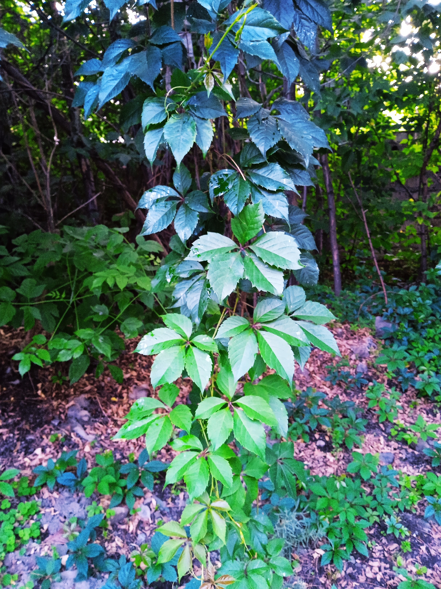A tall, vining plant with palmate leaves, featuring five to seven leaflets per leaf, dominates the foreground of this outdoor scene. The leaves display a gradient of colors, ranging from vibrant green at the bottom to a deep, almost bluish-green at the top, with some leaves showing signs of water droplets. The plant appears to be growing in a forest-like environment. The ground is covered with leaf litter, small stones, and patches of low-lying green vegetation. In the background, dense trees and foliage create a shaded canopy, with sunlight filtering through in some areas, creating a dappled effect. The overall impression is one of natural growth in a wooded area.